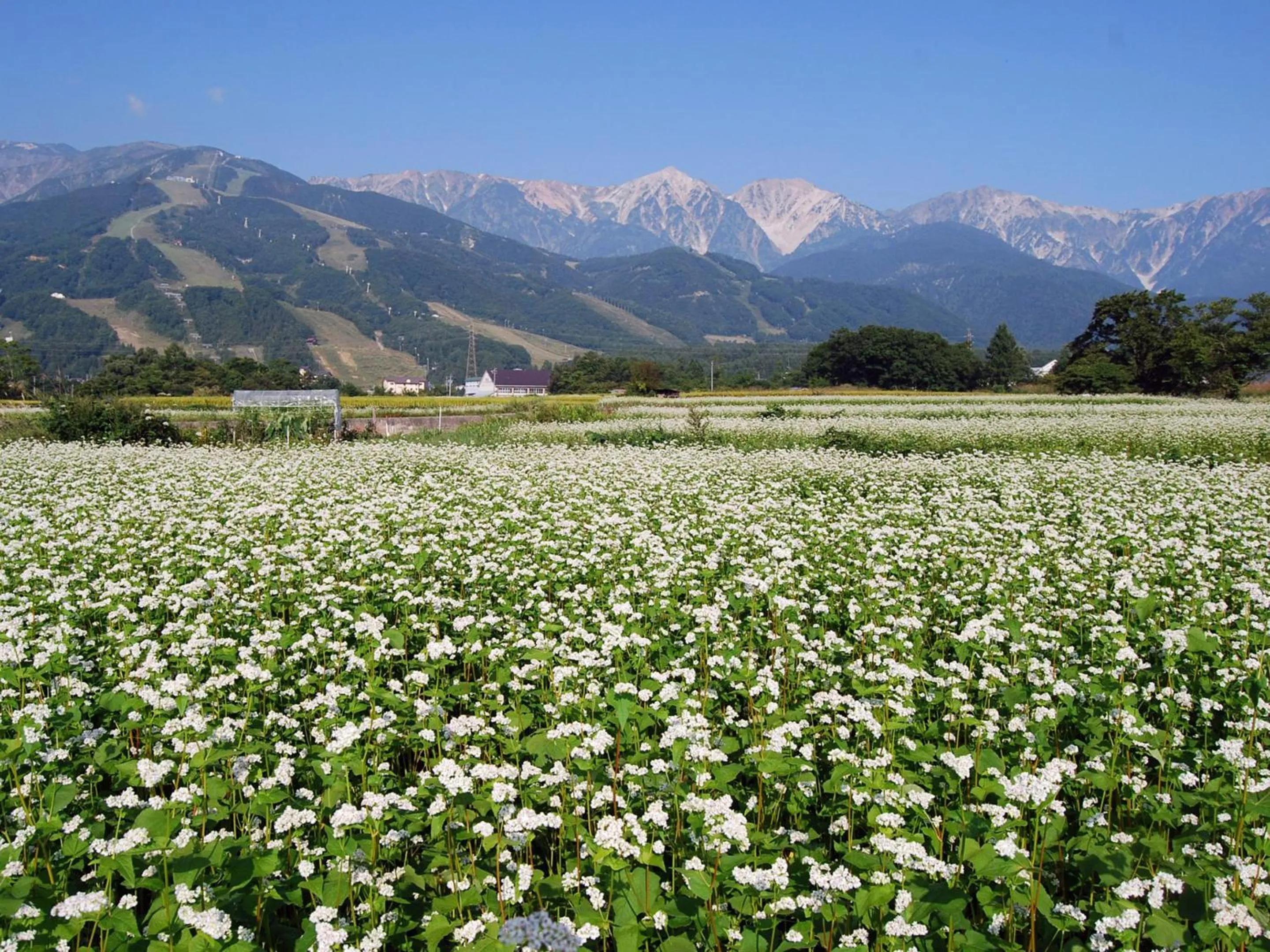 Spring in Kudo's Lodge