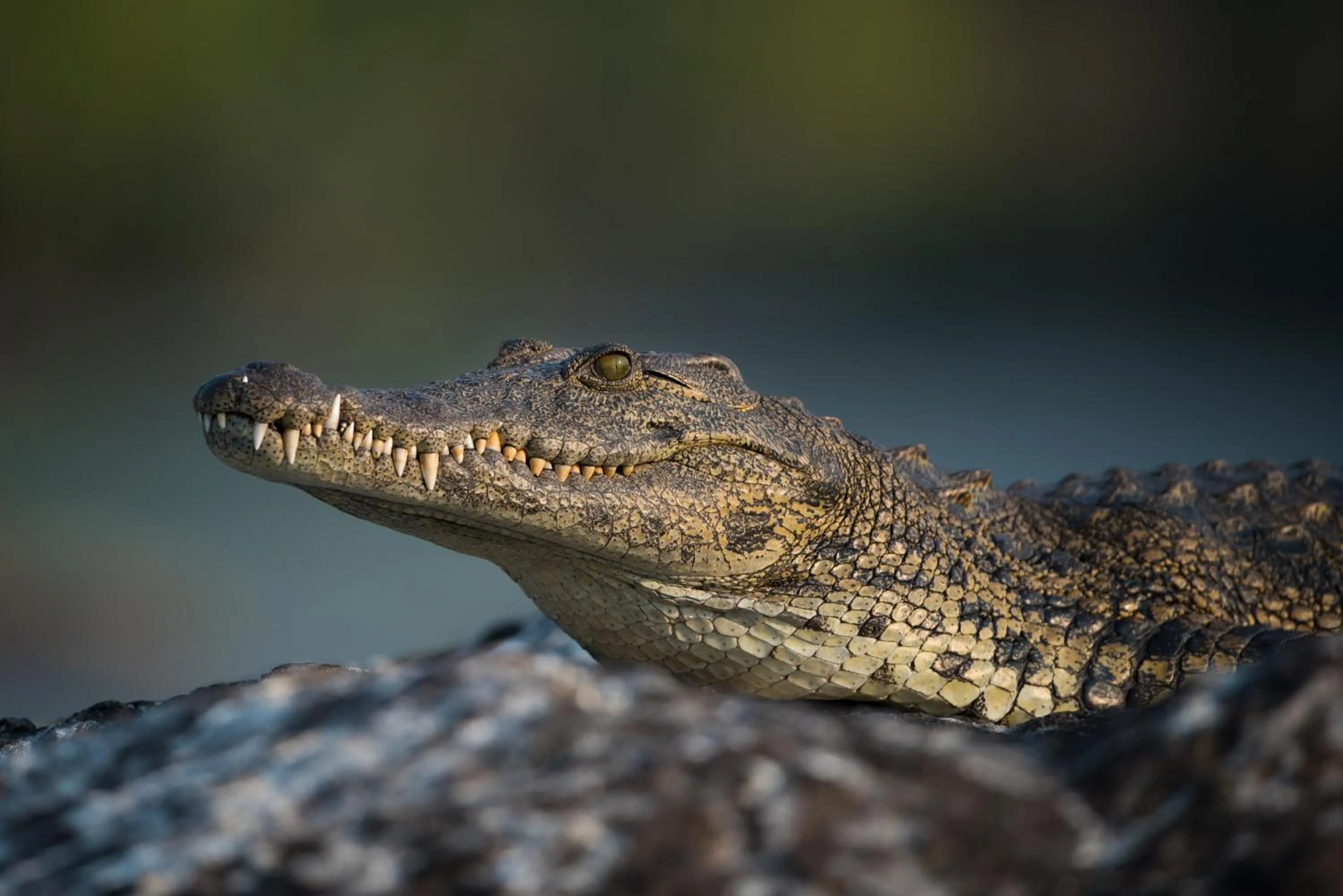 Animals in The Chobe Safari Lodge