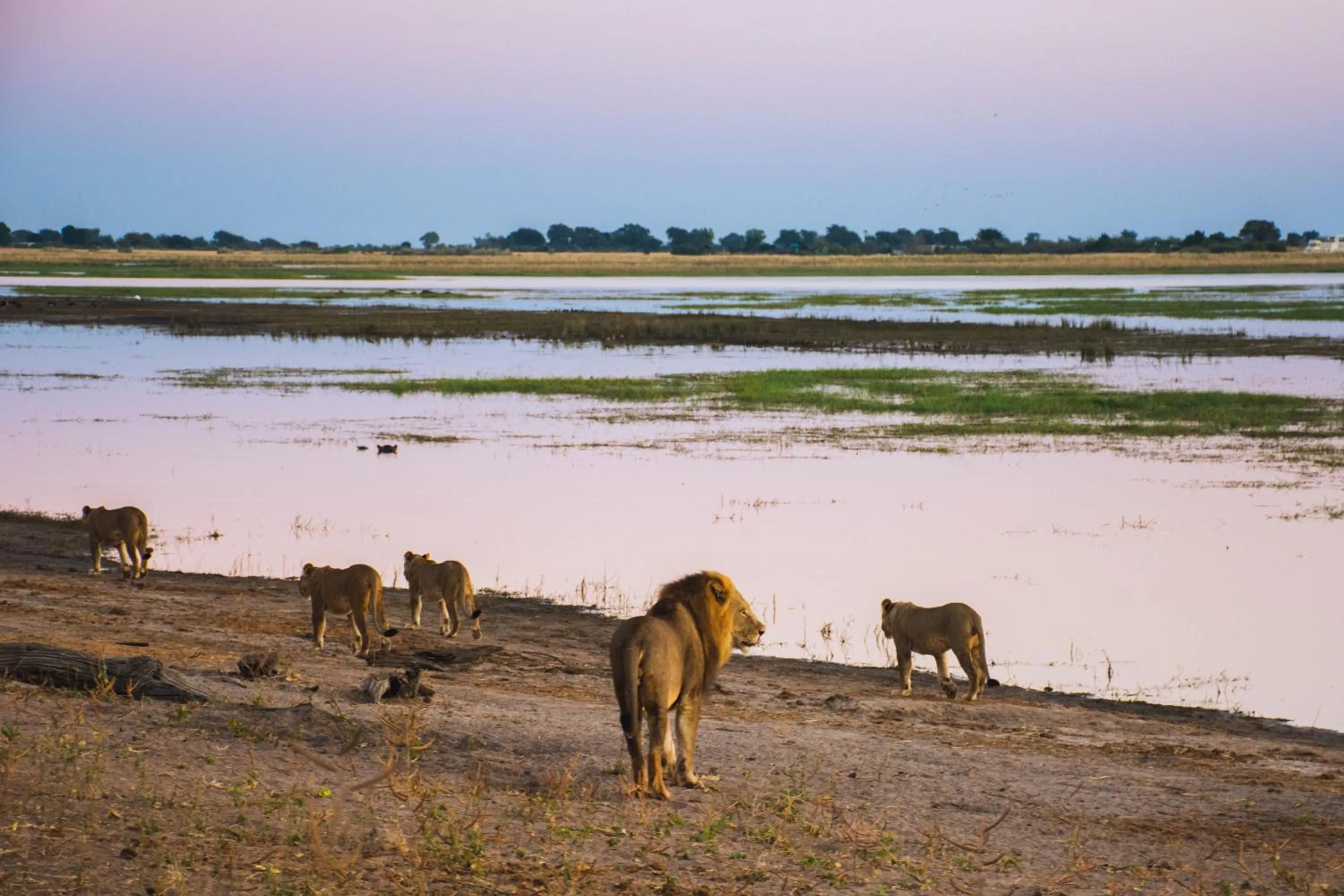 Day in The Chobe Safari Lodge