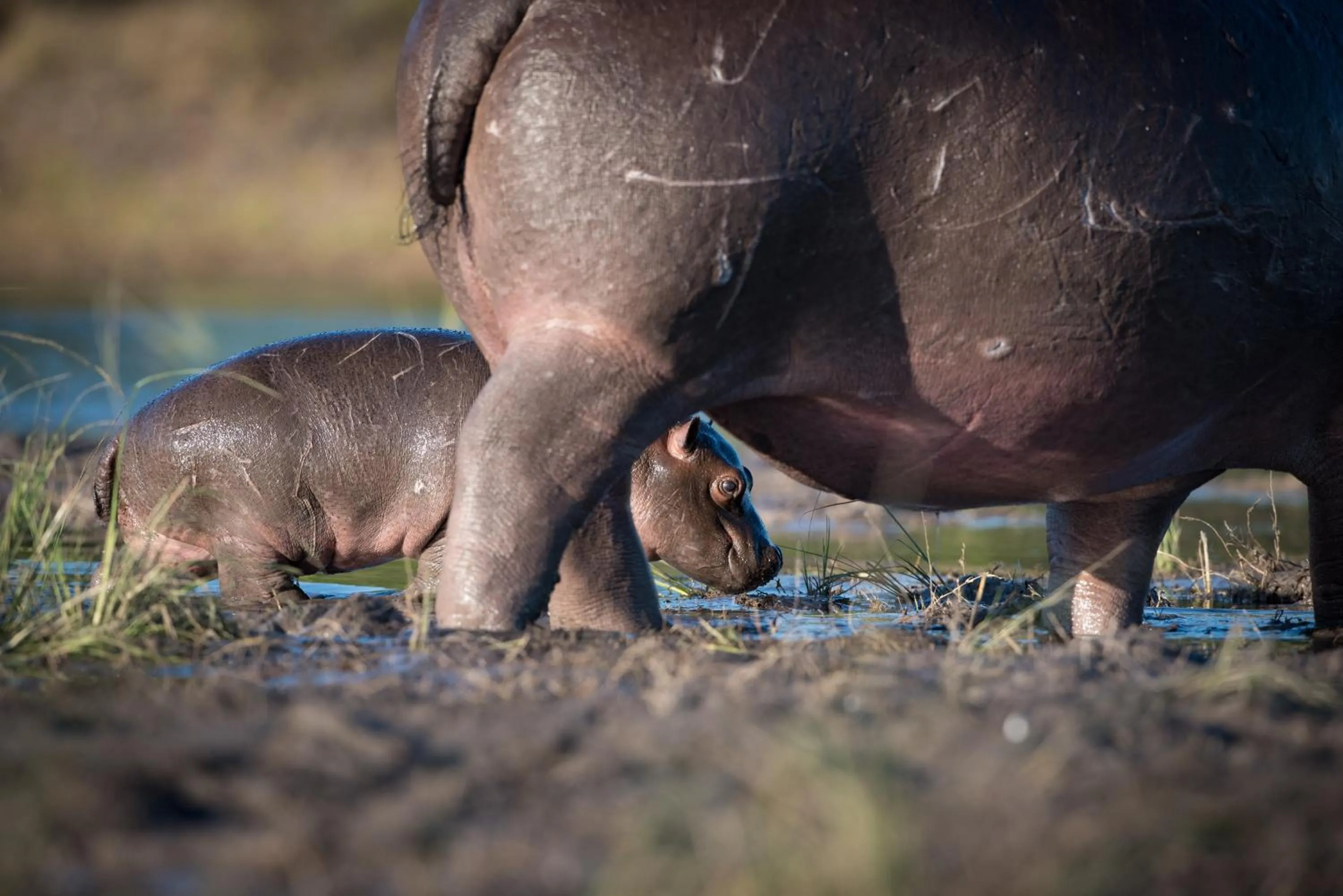 Animals in The Chobe Safari Lodge