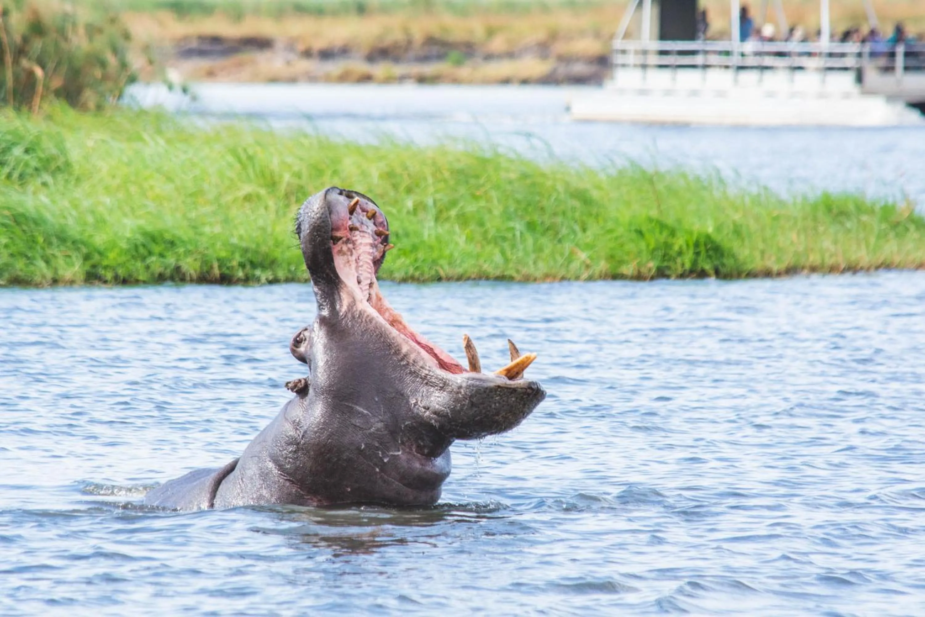 Animals in Chobe Safari Lodges