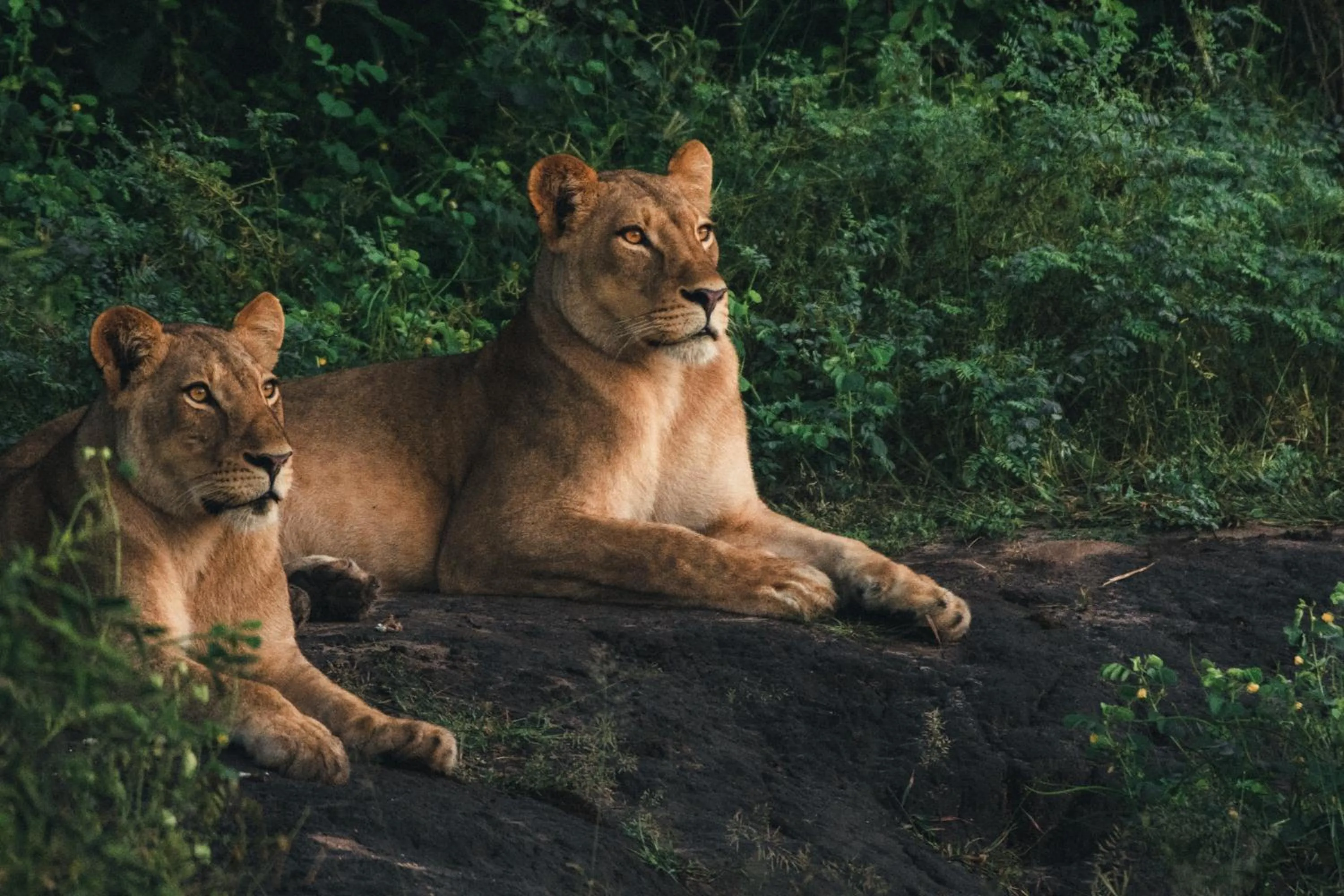 Natural landscape in The Chobe Safari Lodge