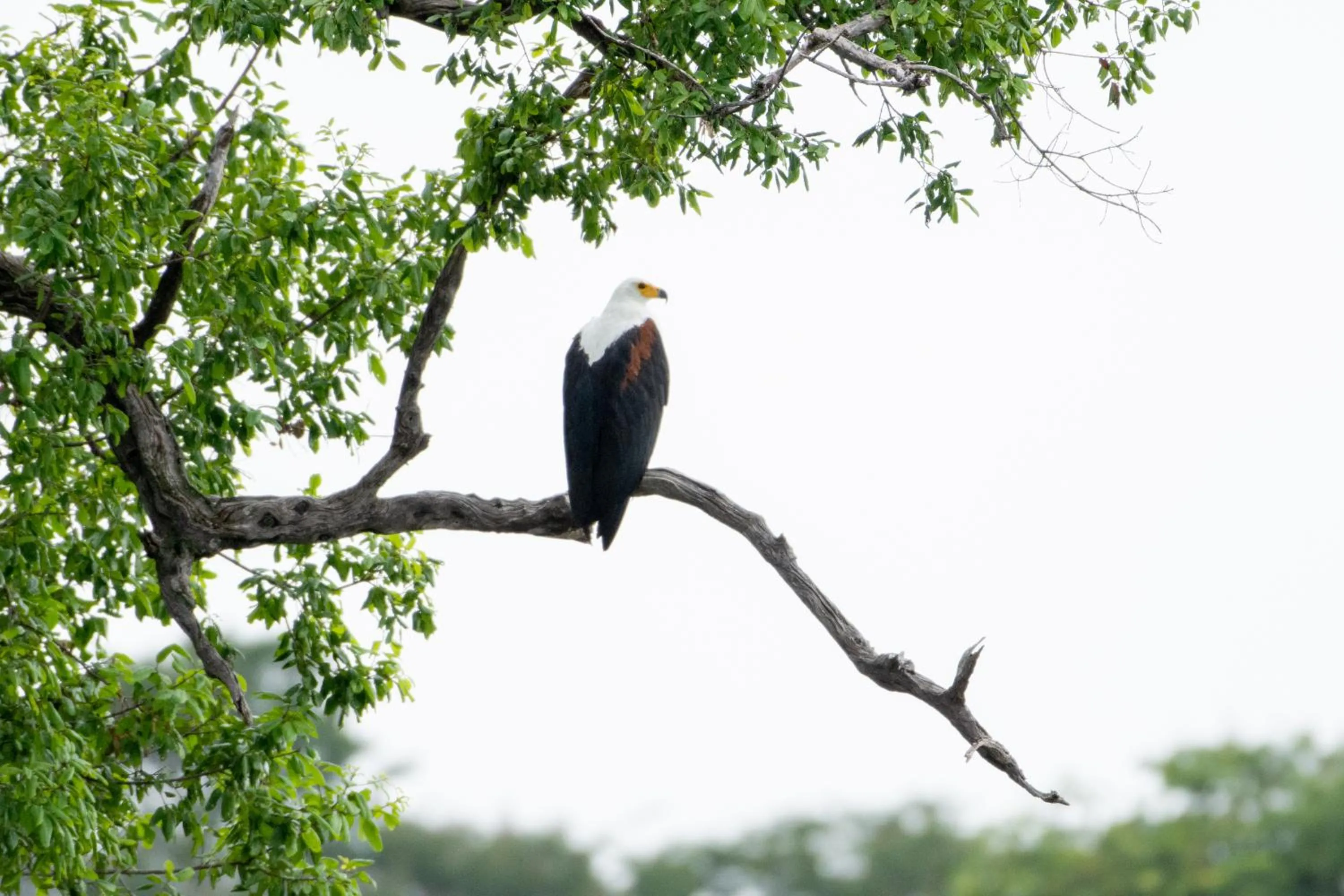 Day in The Chobe Safari Lodge