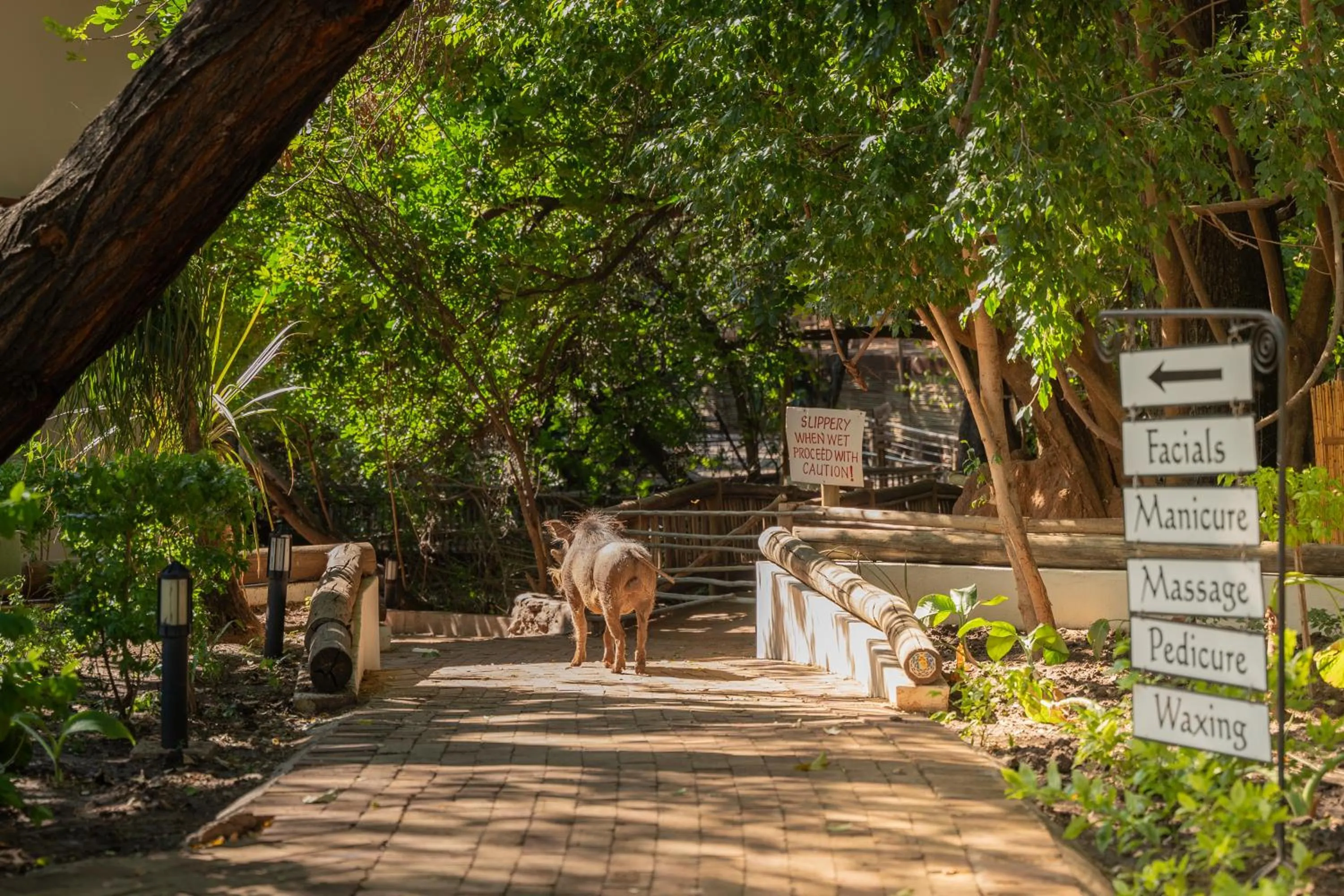 Garden in The Chobe Safari Lodge