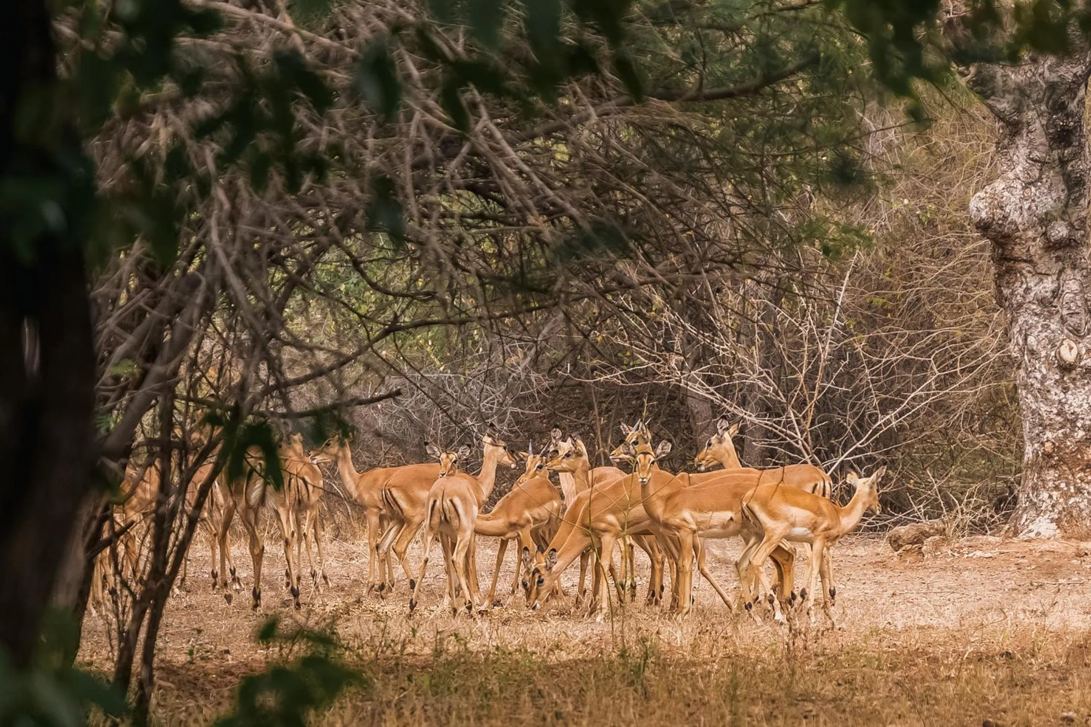 Natural landscape in The Chobe Safari Lodge