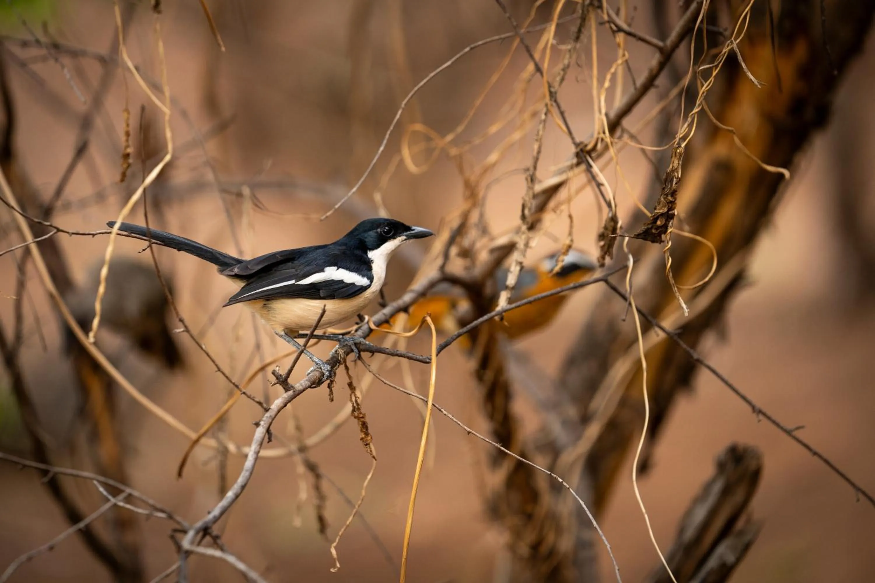 Animals in The Chobe Safari Lodge