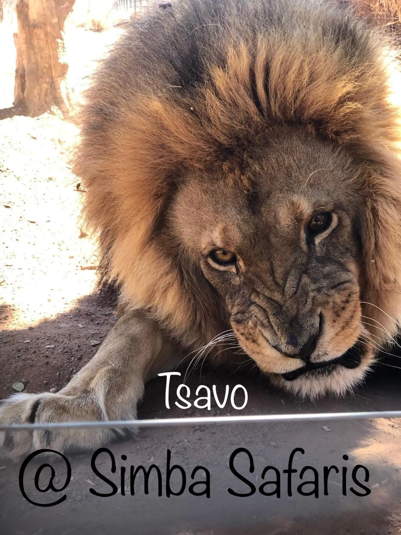 Logo/Certificate/Sign in Simba Safaris African Pride Exotic Lodge