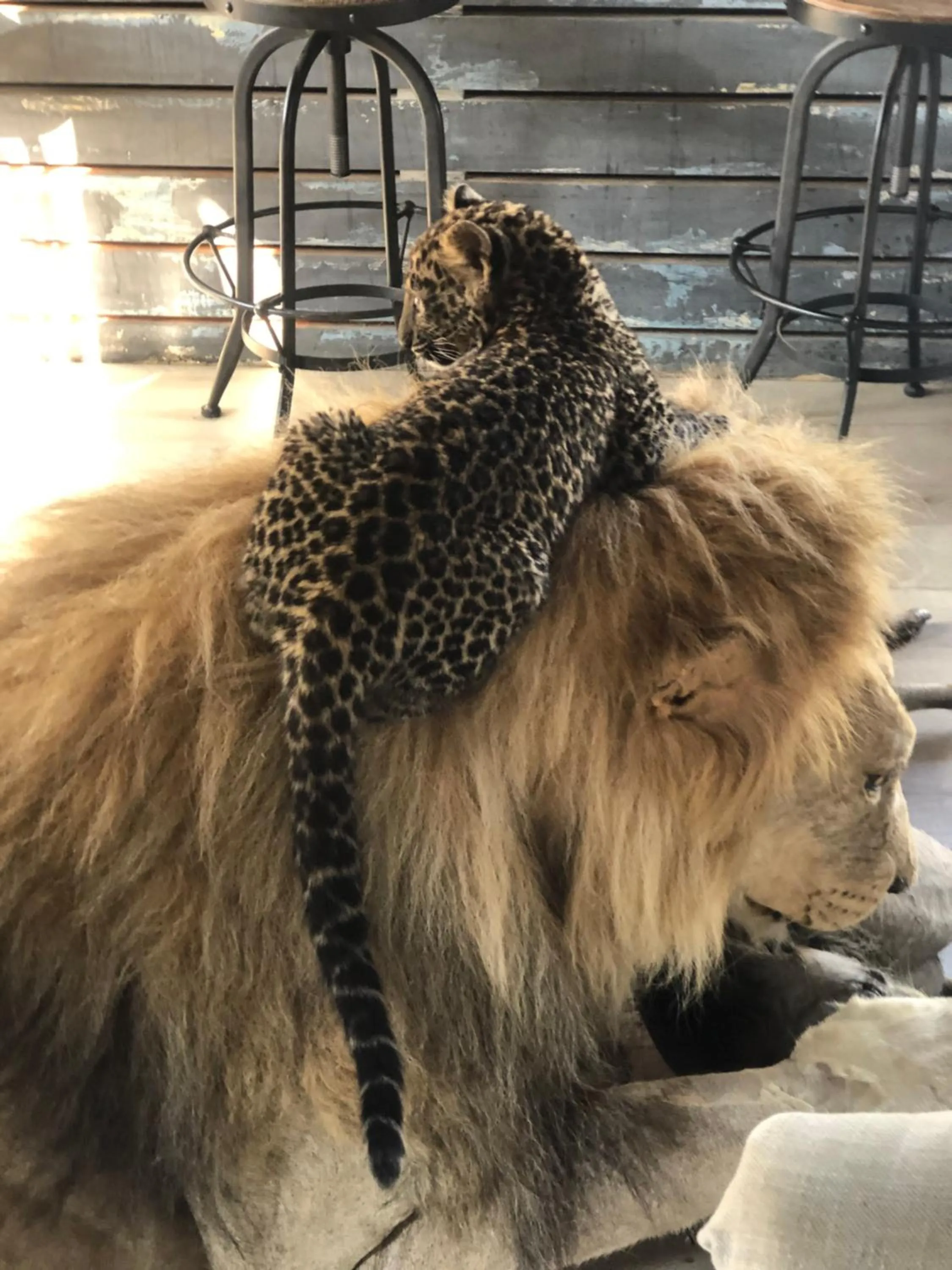 Pets in Simba Safaris African Pride Exotic Lodge