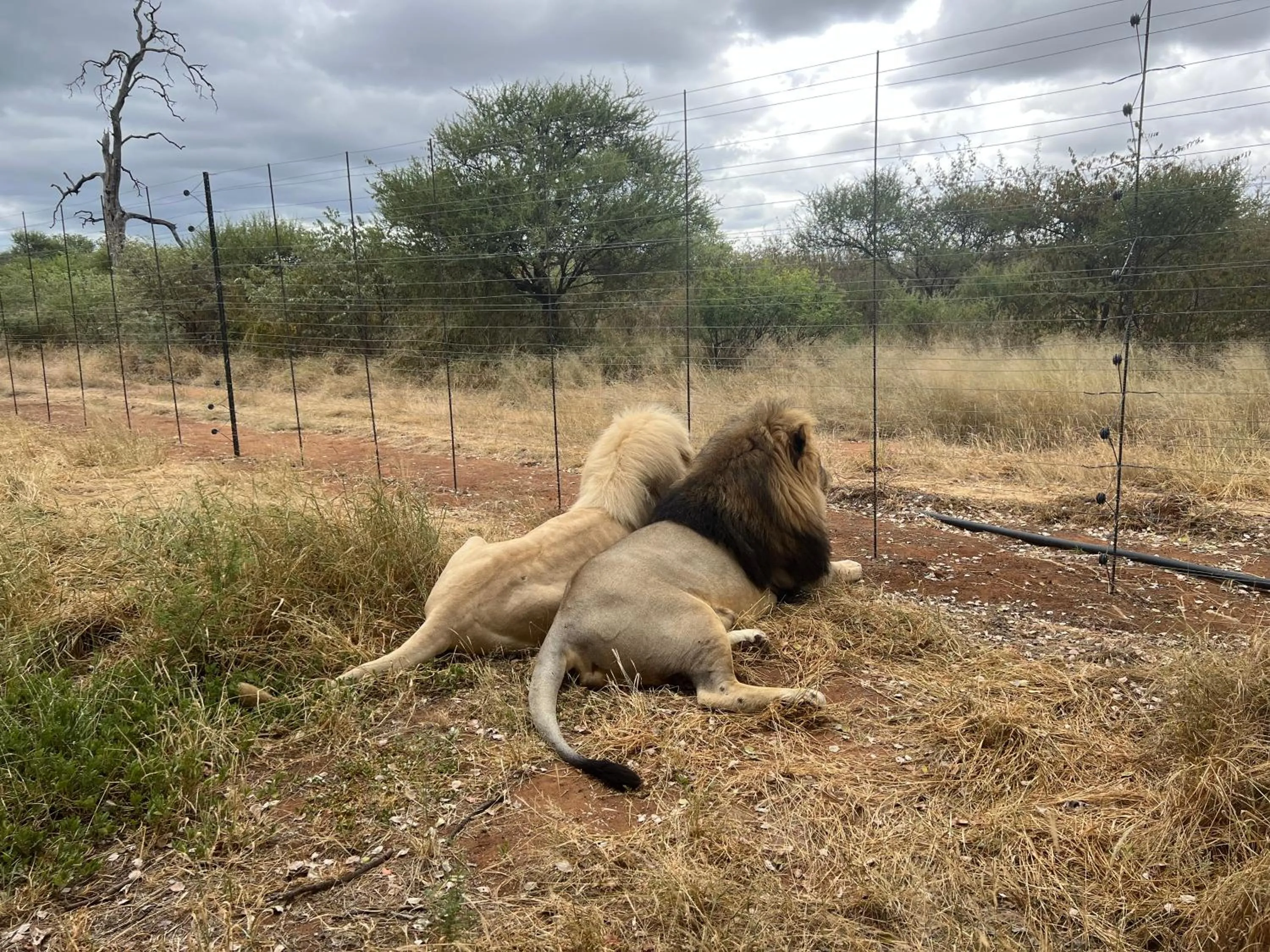 View (from property/room) in Simba Safaris African Pride Exotic Lodge