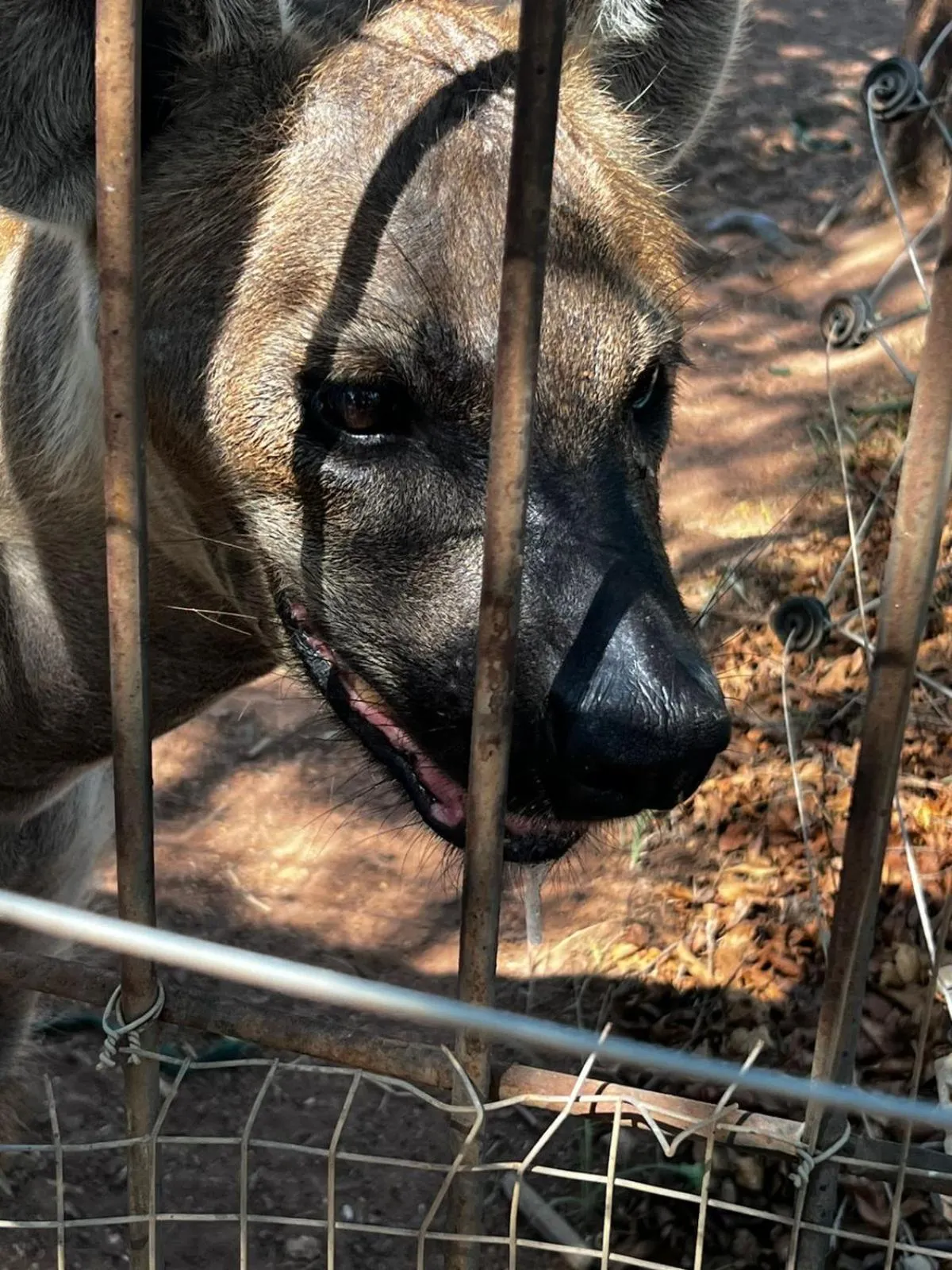 View (from property/room) in Simba Safaris African Pride Exotic Lodge