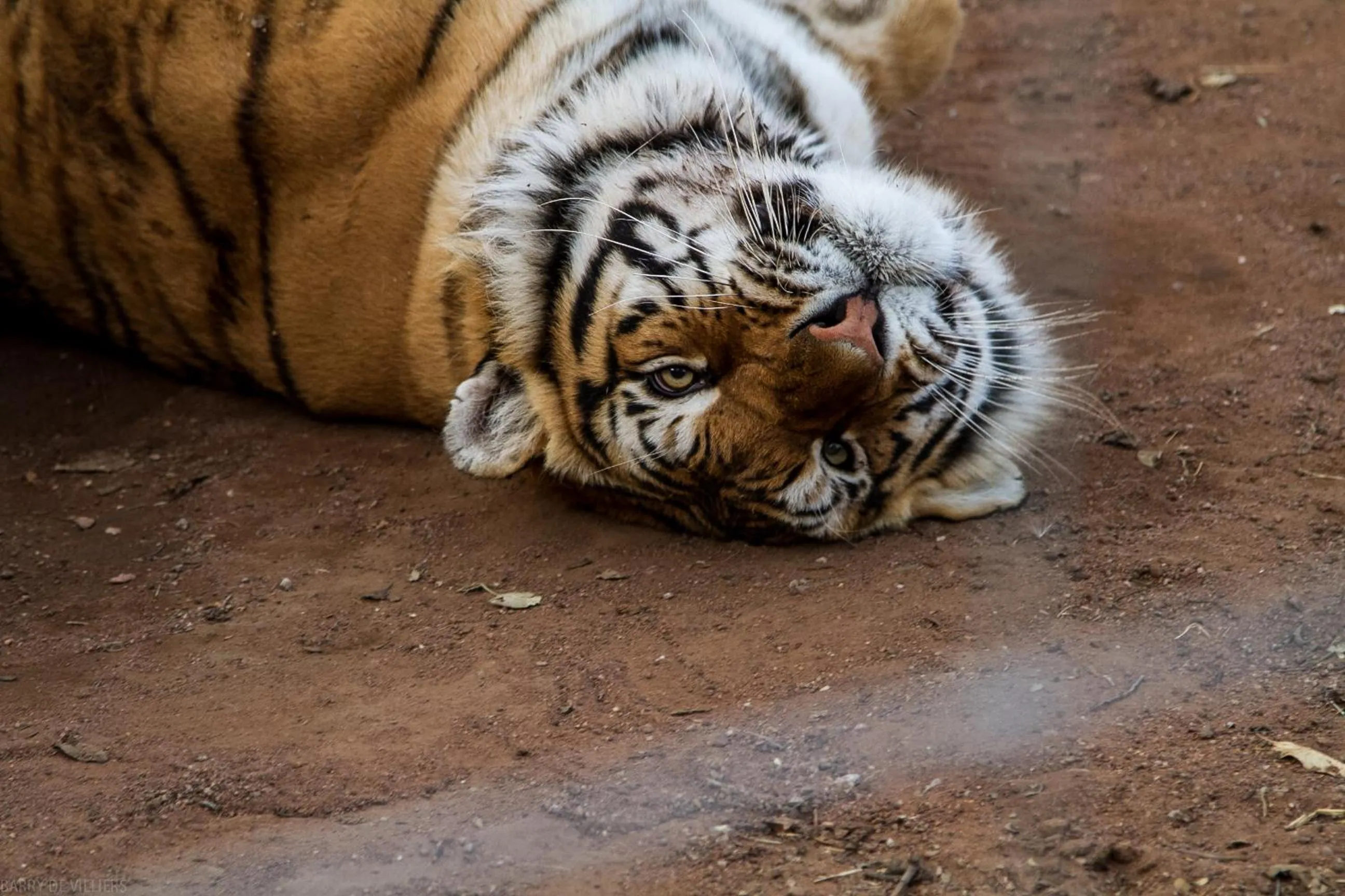 View (from property/room) in Simba Safaris African Pride Exotic Lodge