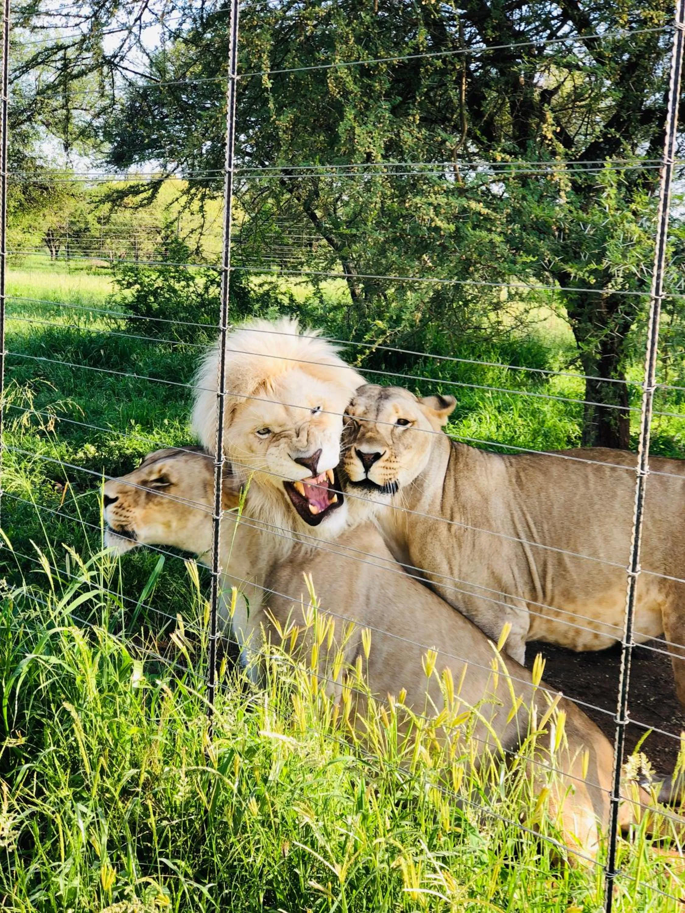 View (from property/room) in Simba Safaris African Pride Exotic Lodge