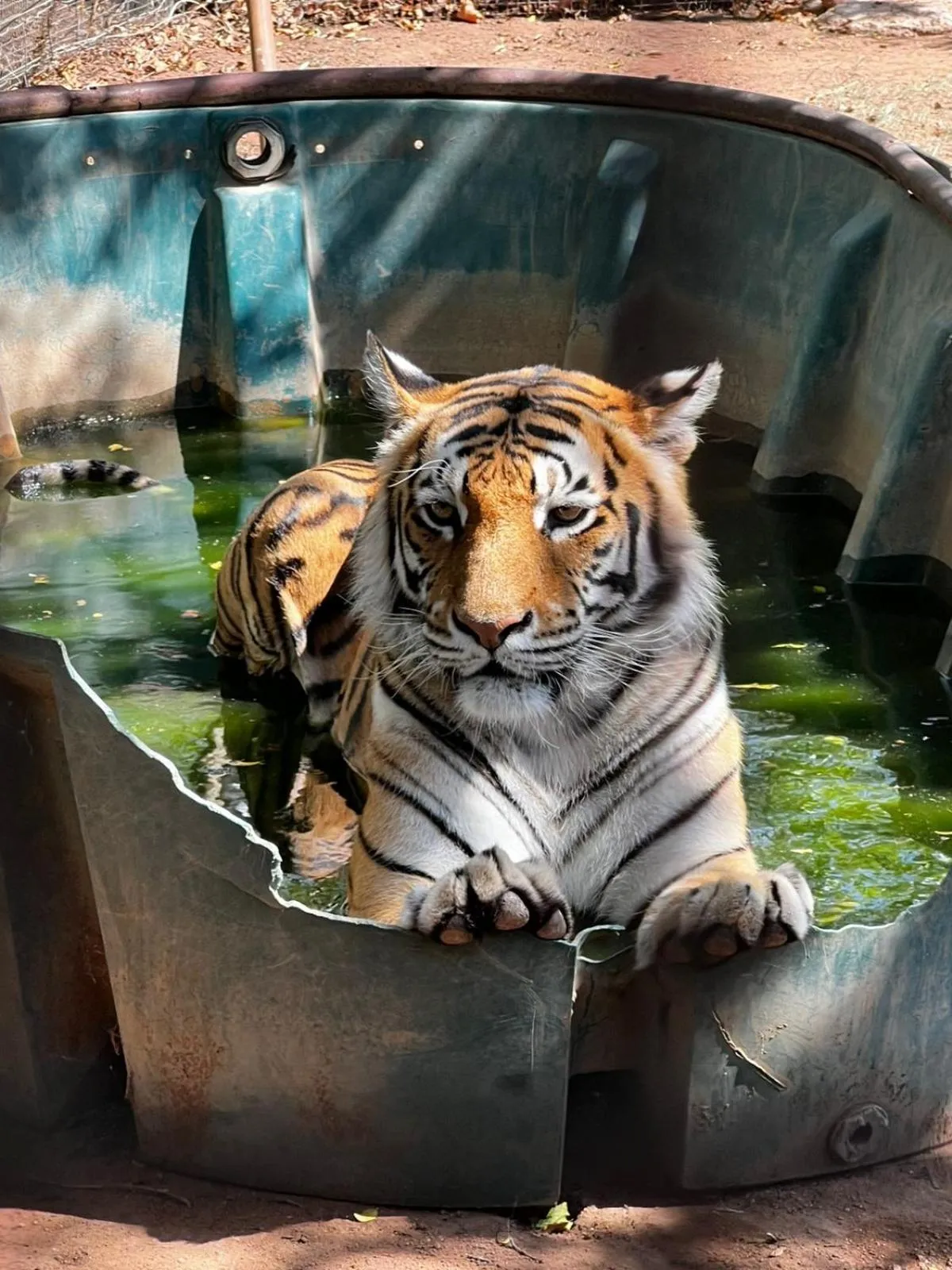 Animals in Simba Safaris African Pride Exotic Lodge