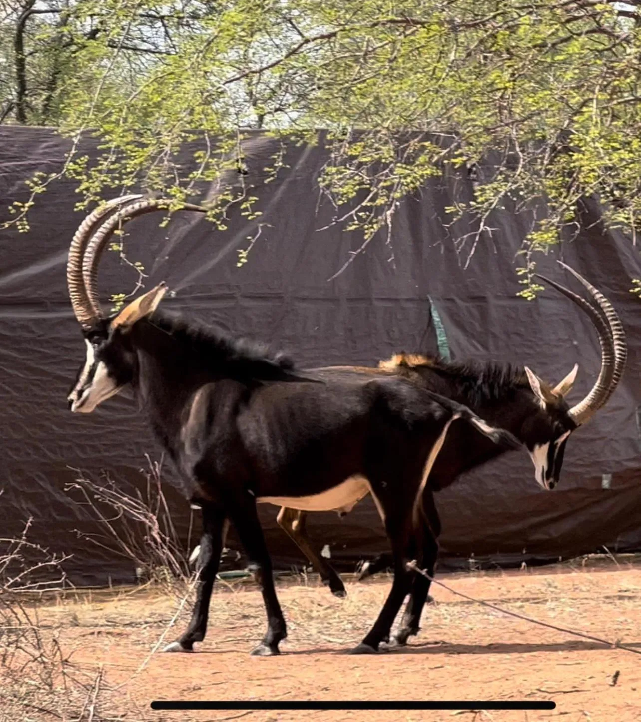 View (from property/room) in Simba Safaris African Pride Exotic Lodge
