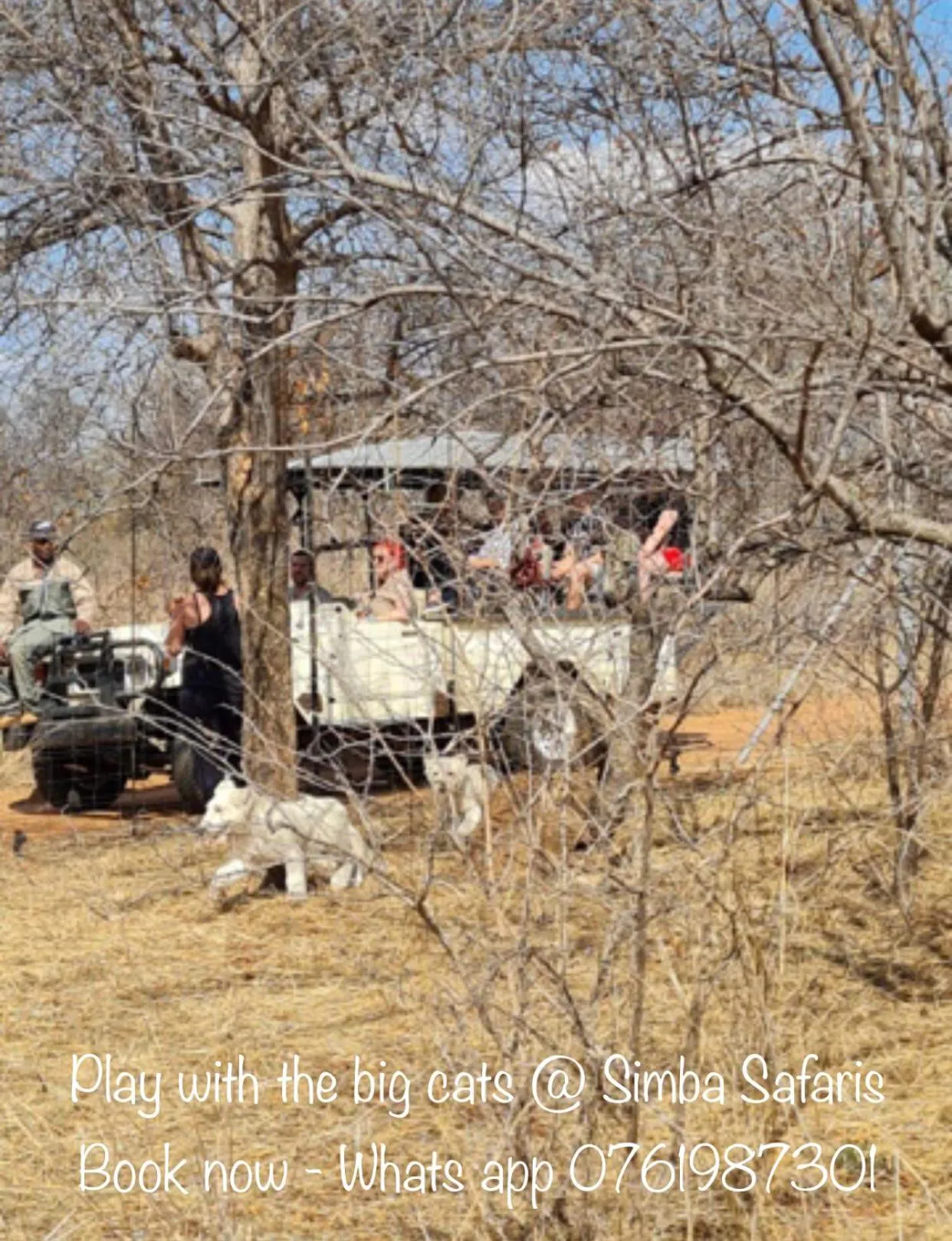 Day in Simba Safaris African Pride Exotic Lodge