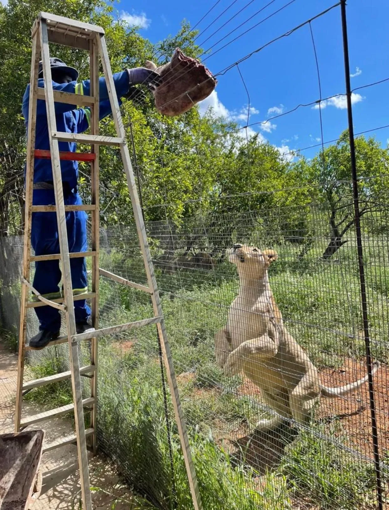 Animals in Simba Safaris African Pride Exotic Lodge