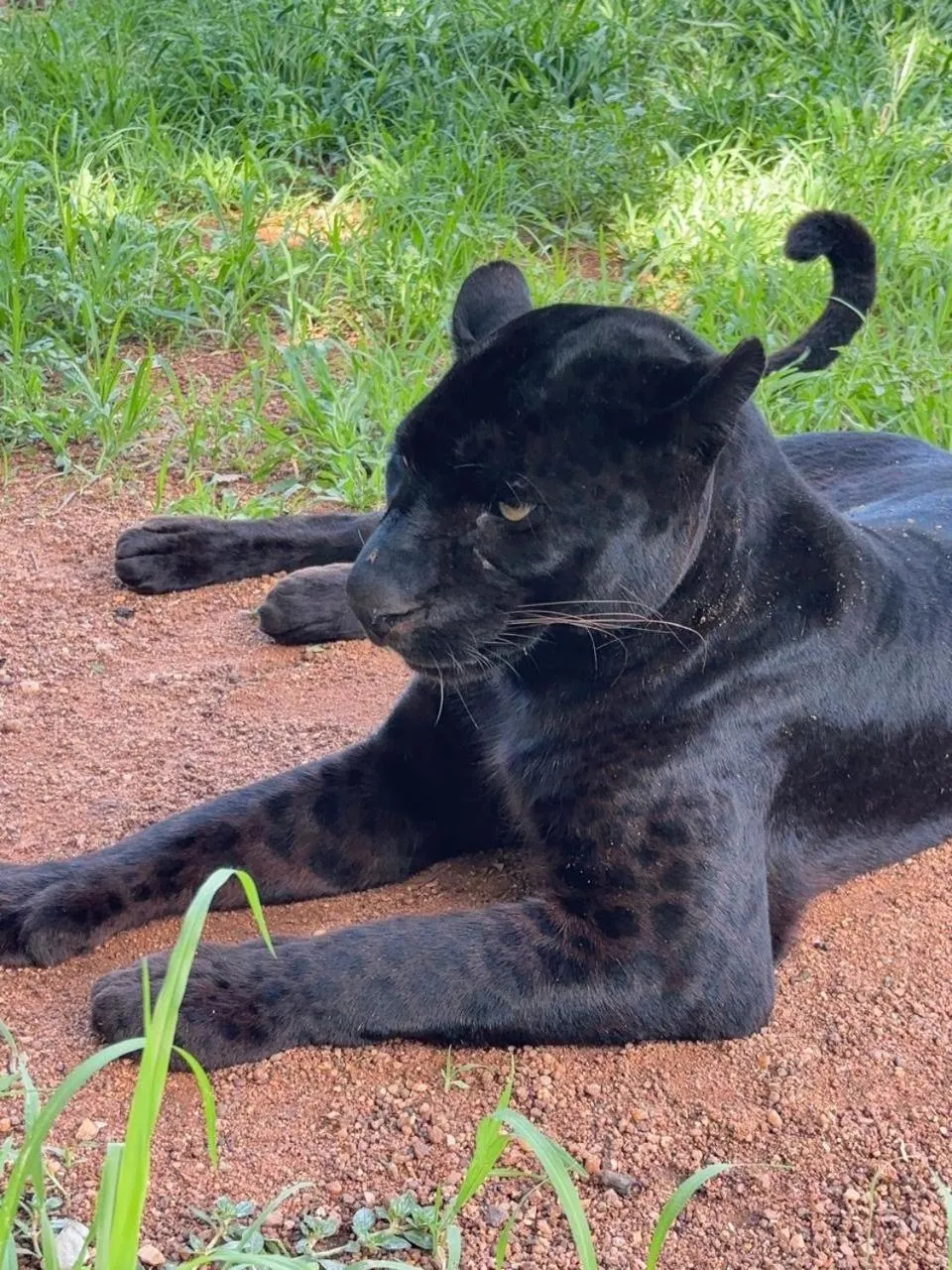 Pets in Simba Safaris African Pride Exotic Lodge