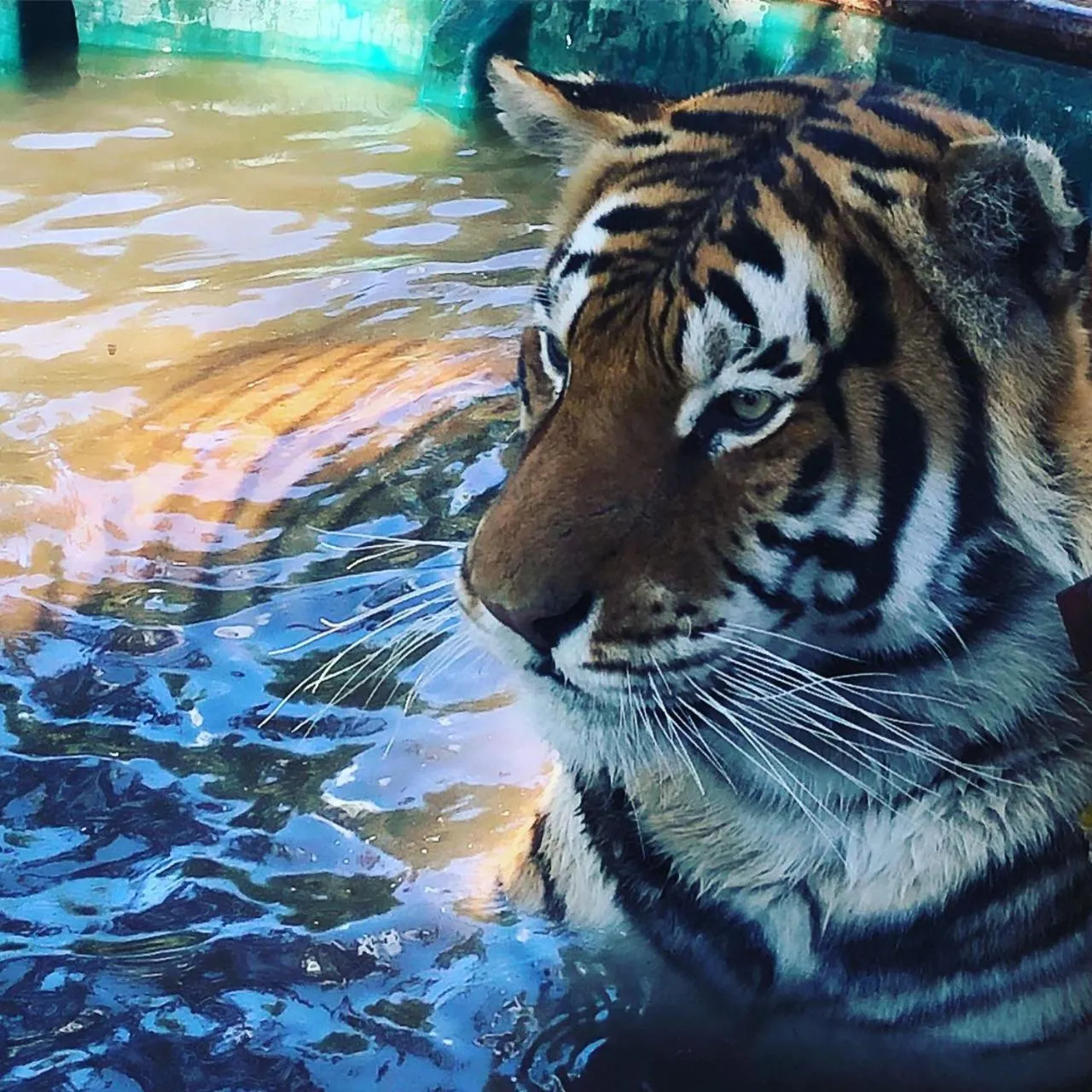 View (from property/room) in Simba Safaris African Pride Exotic Lodge