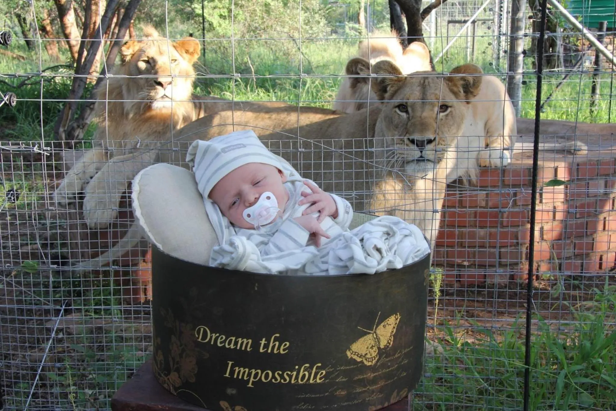 Animals in Simba Safaris African Pride Exotic Lodge