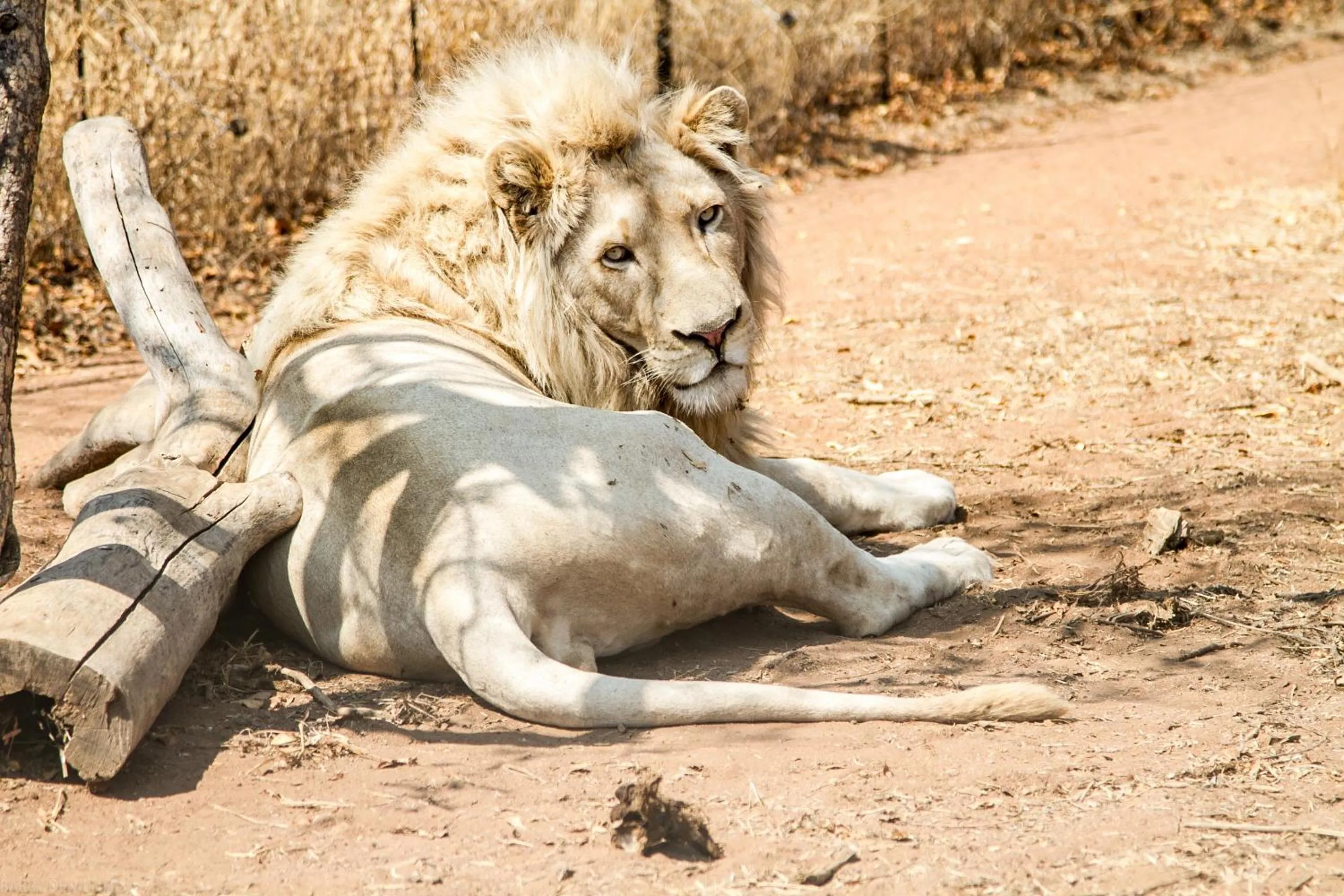 View (from property/room) in Simba Safaris African Pride Exotic Lodge