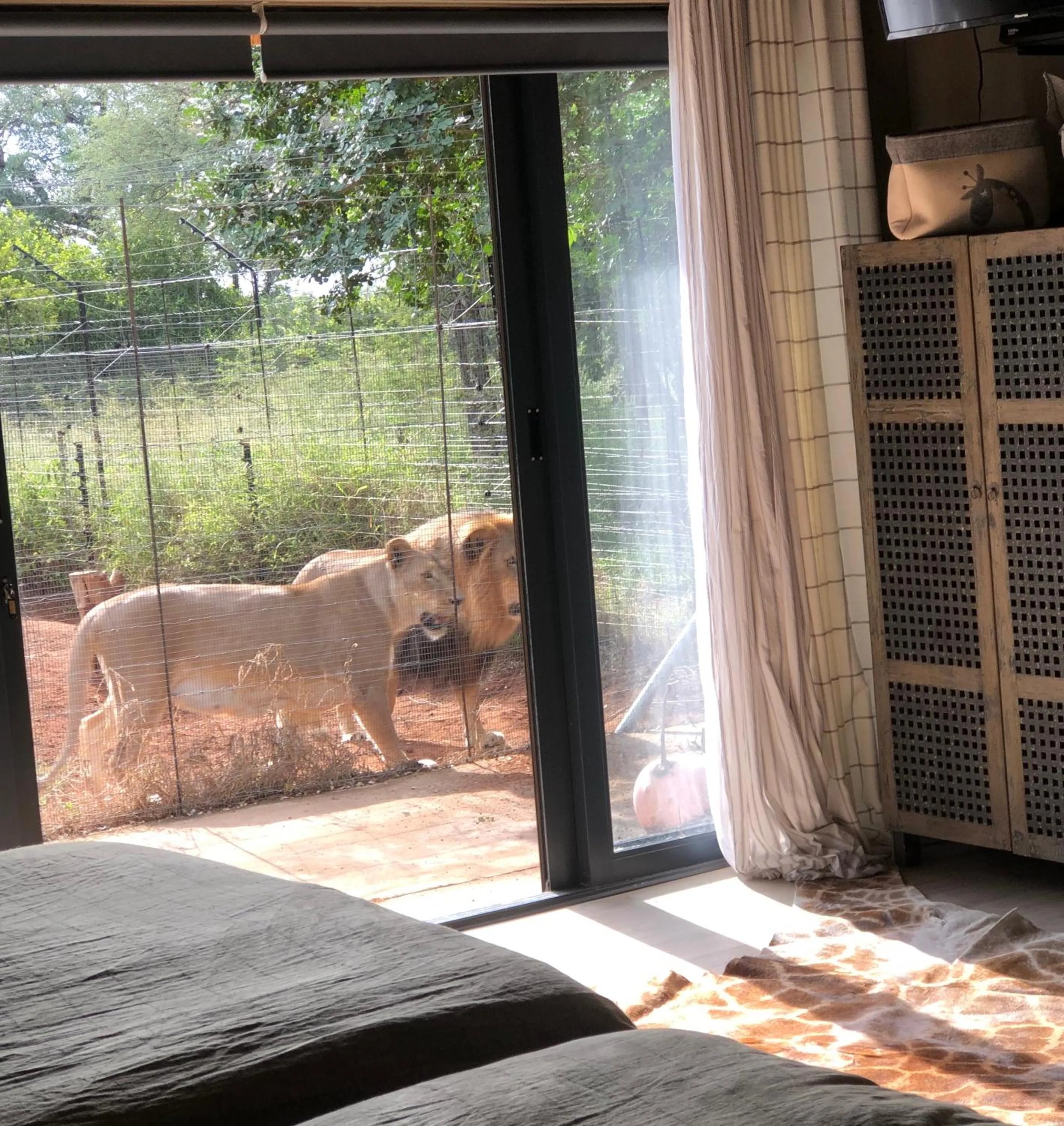 Garden view in Simba Safaris African Pride Exotic Lodge