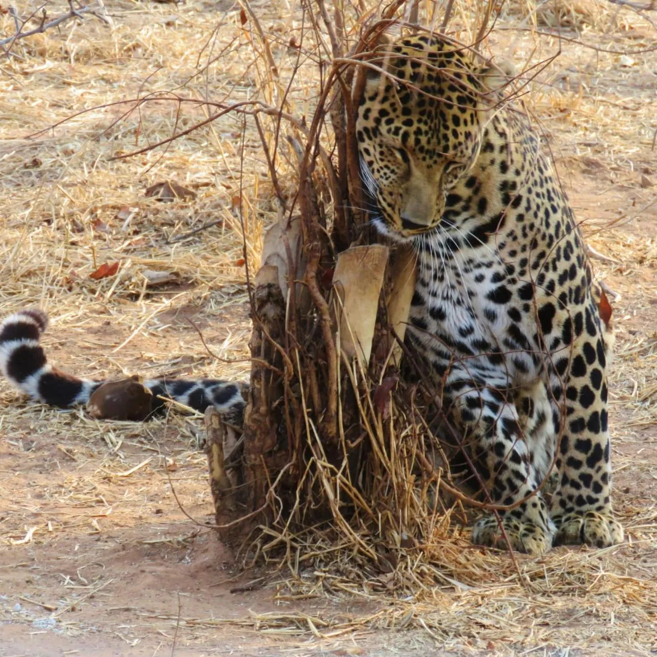 View (from property/room) in Simba Safaris African Pride Exotic Lodge