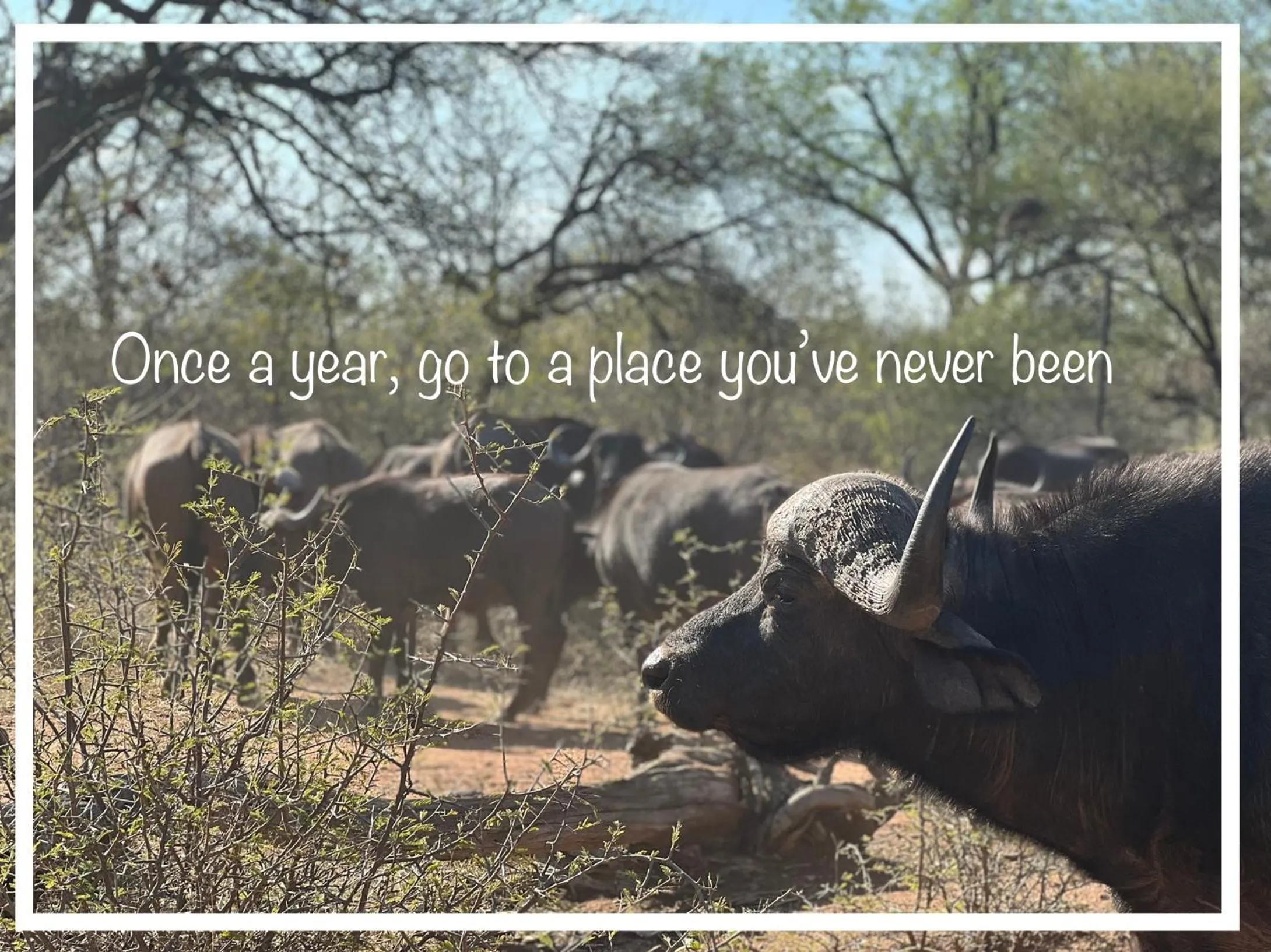 Other in Simba Safaris African Pride Exotic Lodge