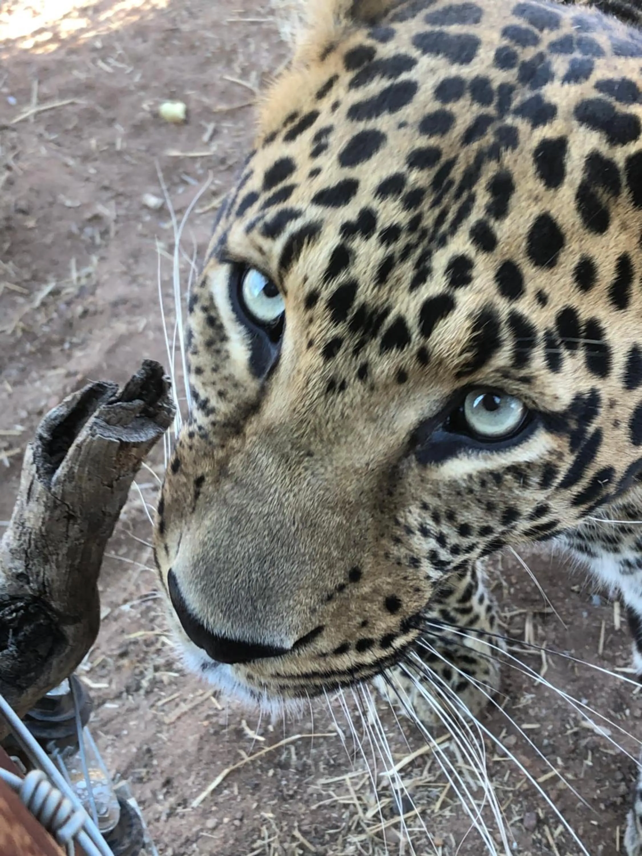 Animals in Simba Safaris African Pride Exotic Lodge