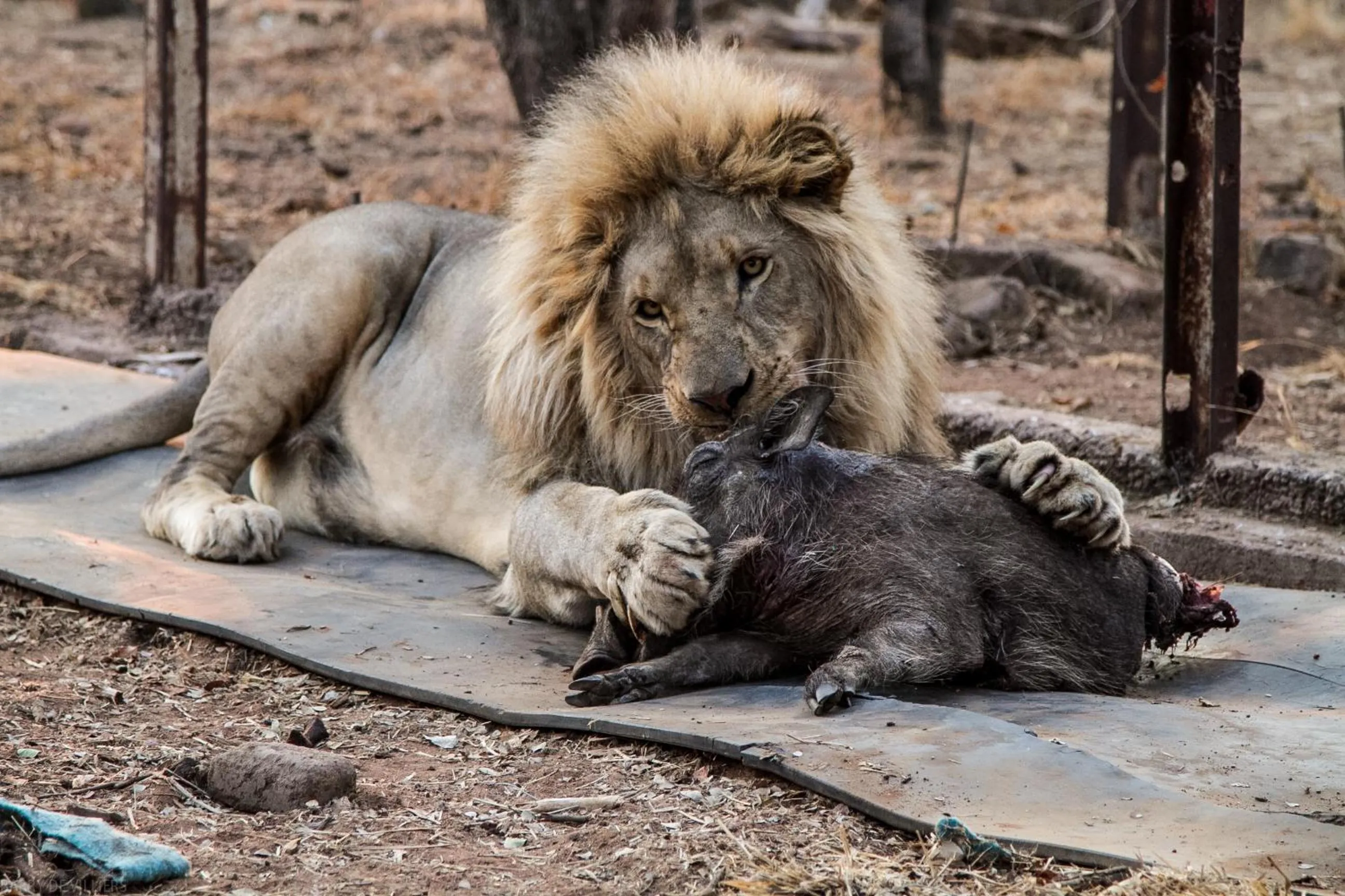 View (from property/room) in Simba Safaris African Pride Exotic Lodge
