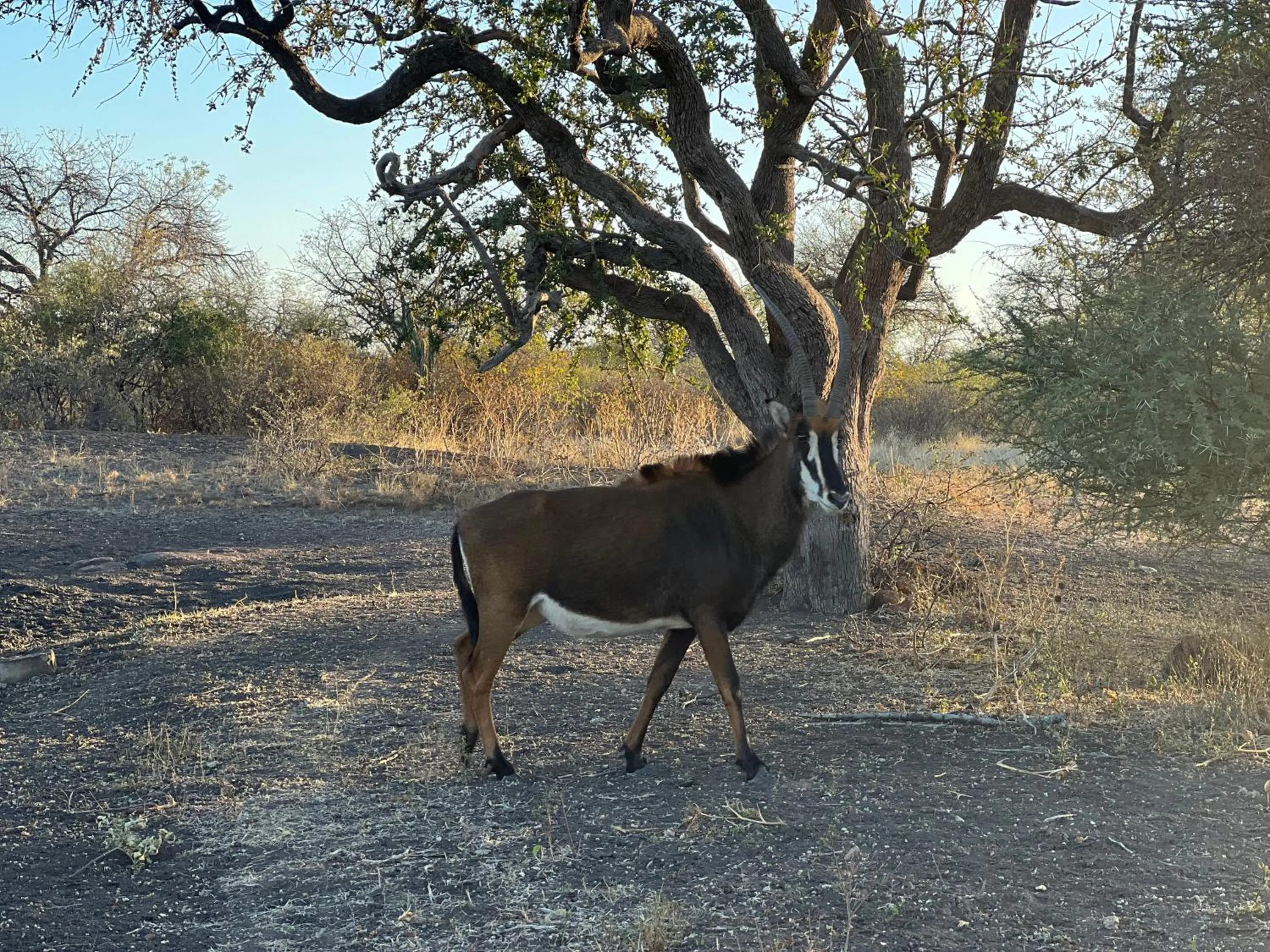 Animals in Simba Safaris African Pride Exotic Lodge