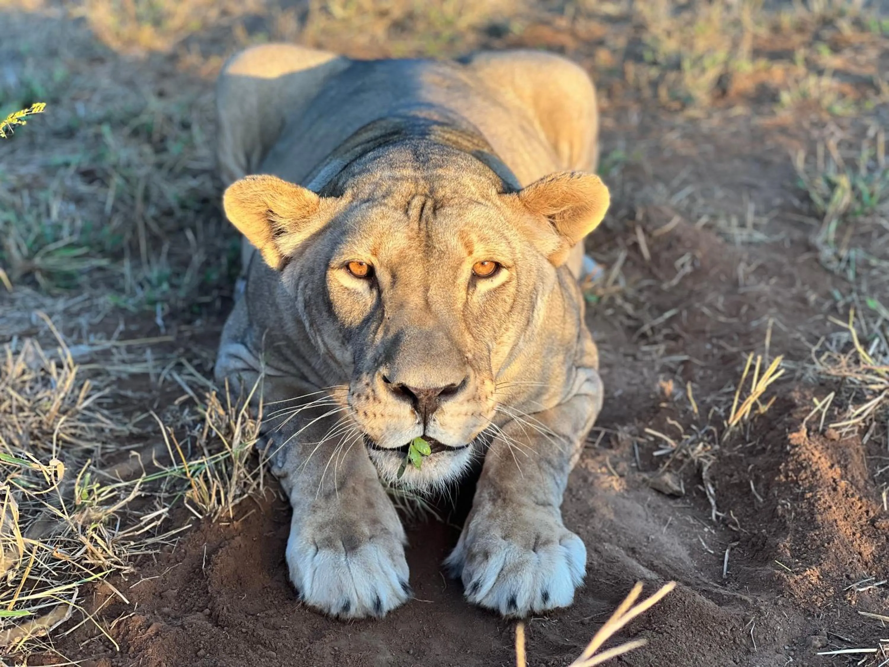 View (from property/room) in Simba Safaris African Pride Exotic Lodge