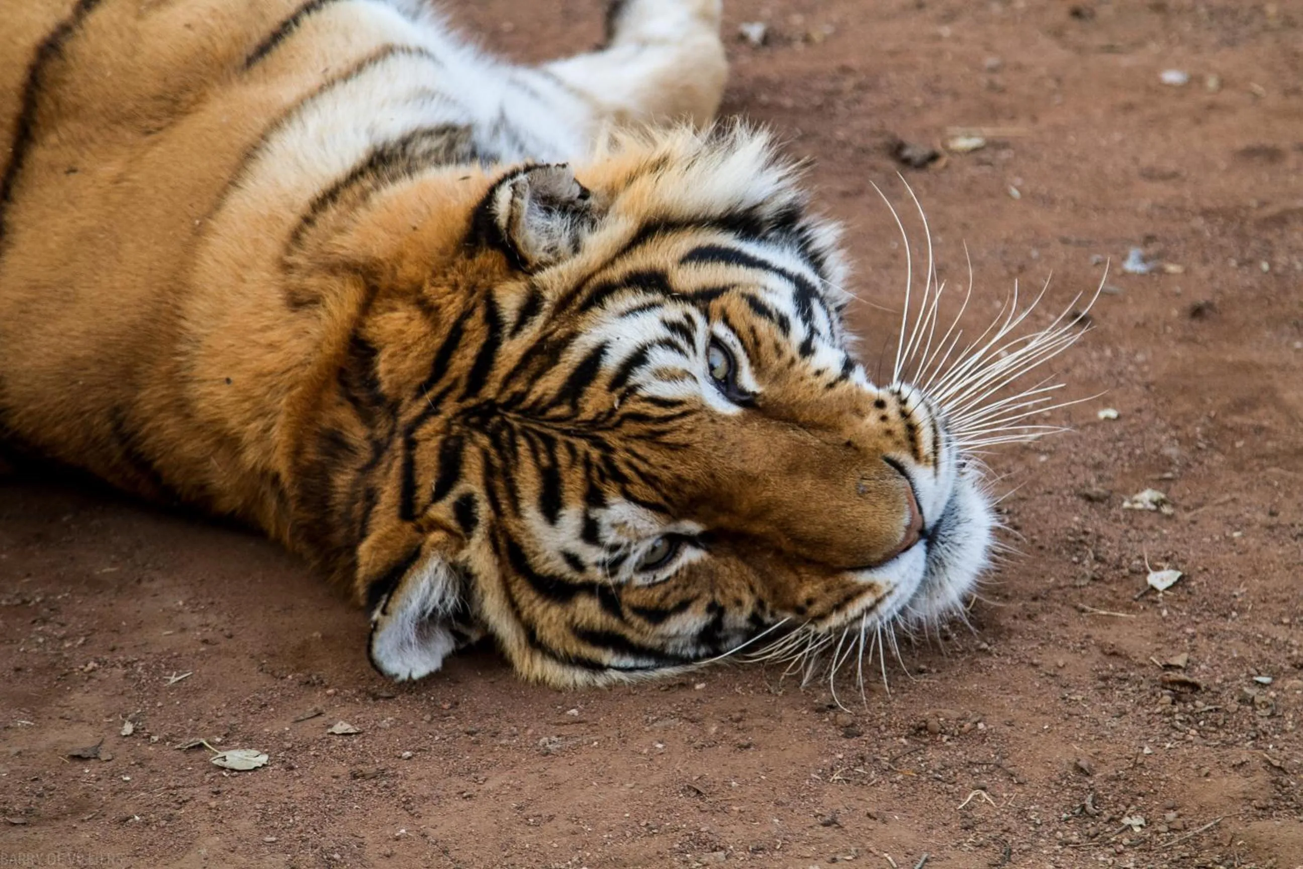 View (from property/room) in Simba Safaris African Pride Exotic Lodge