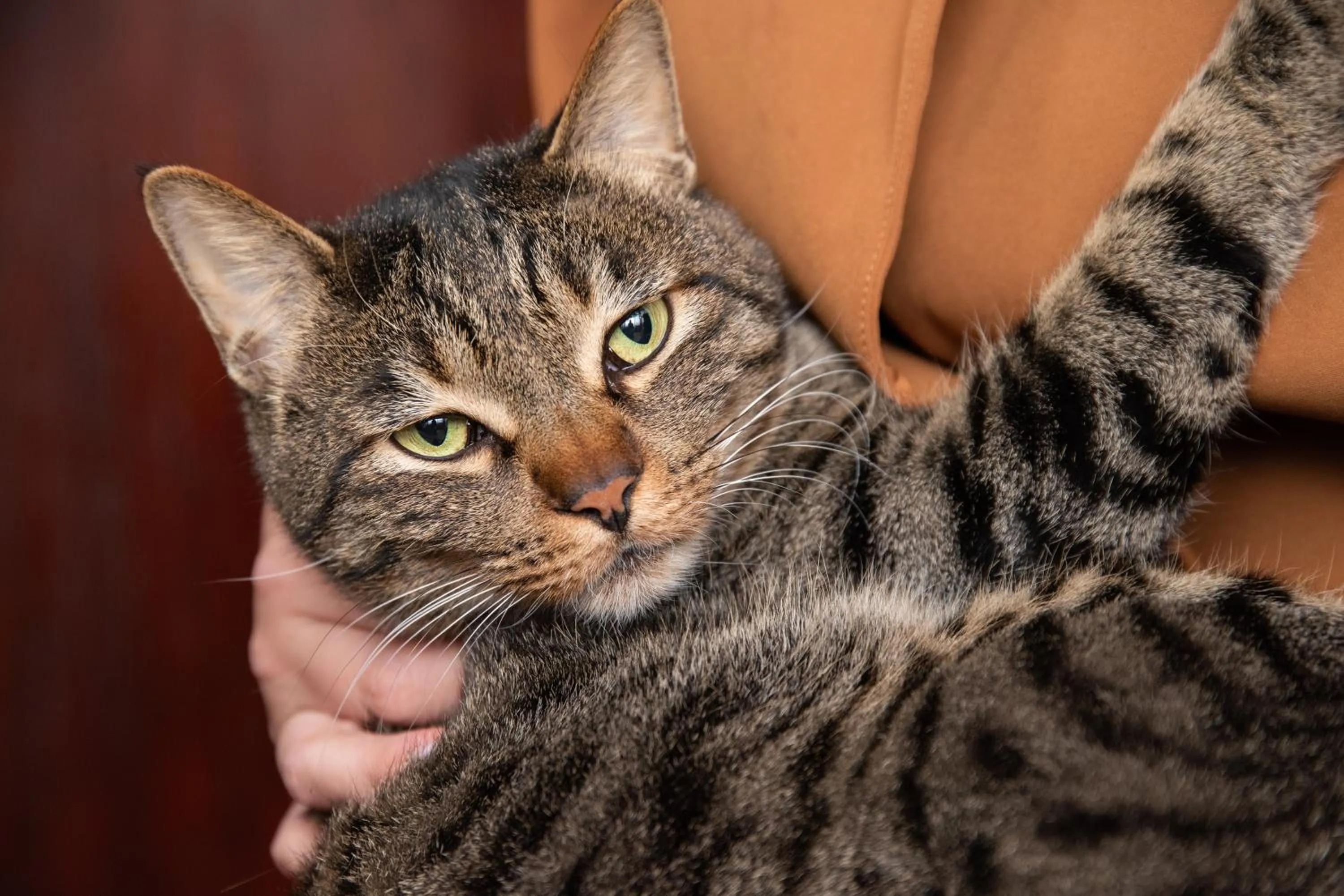 Animals in Setoguchi