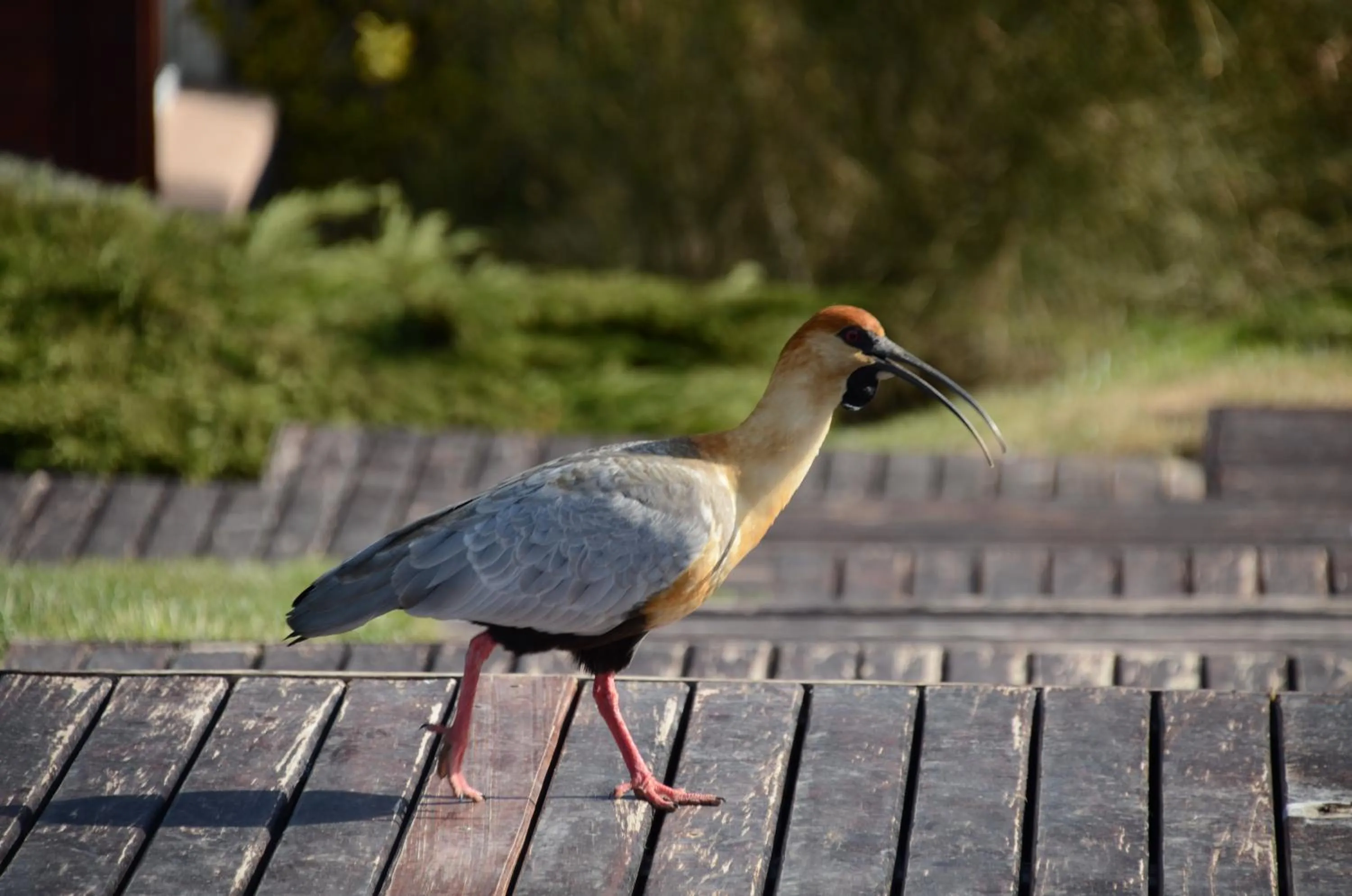 Animals in Alto Calafate Hotel