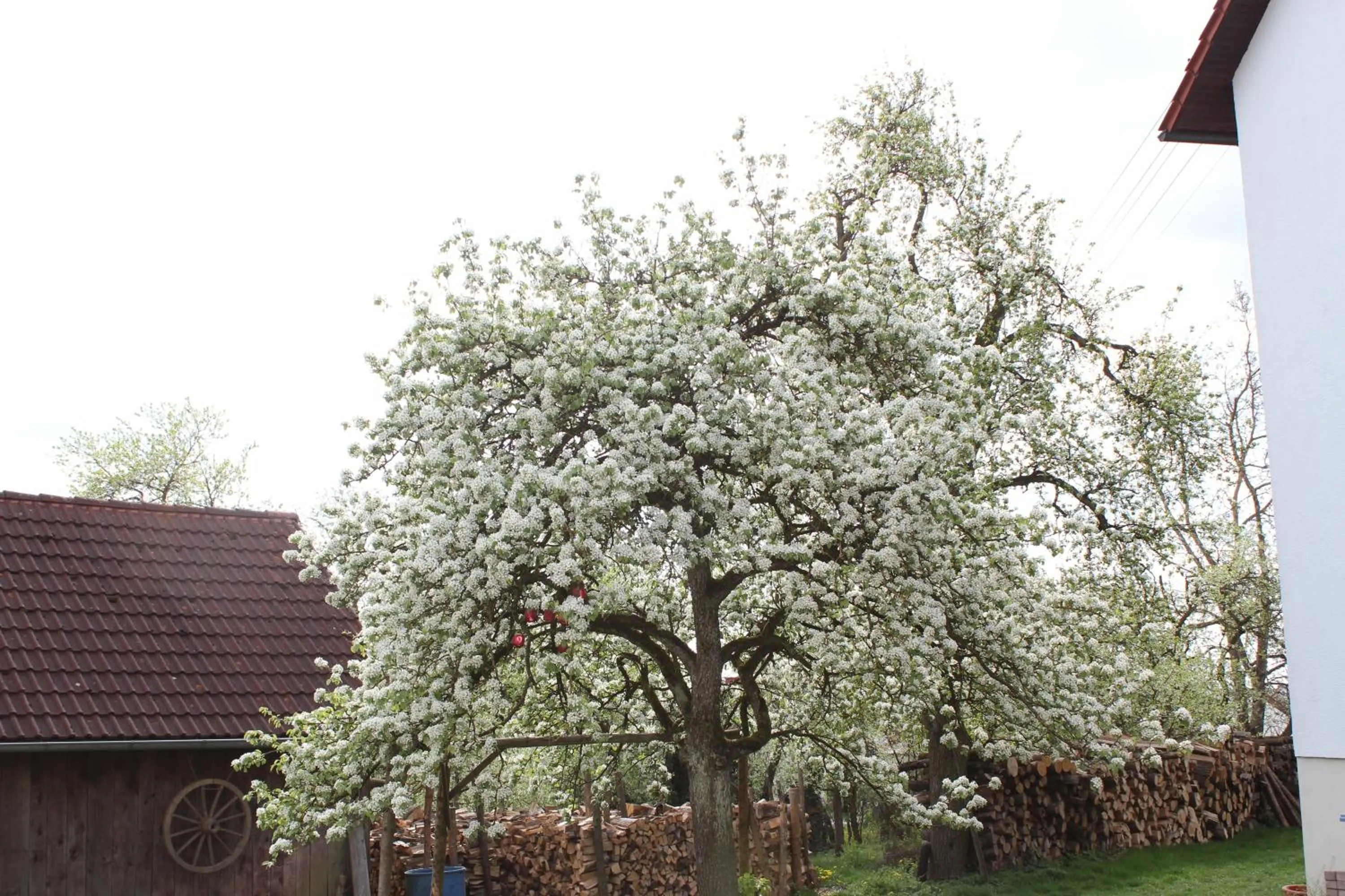 Spring in Landgasthof Weberhans