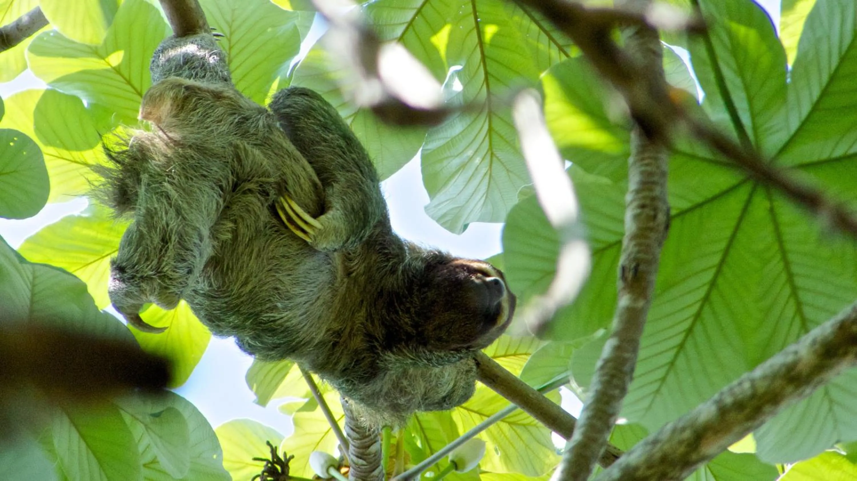 Garden in Tiki Villas Rainforest Lodge - Adults Only