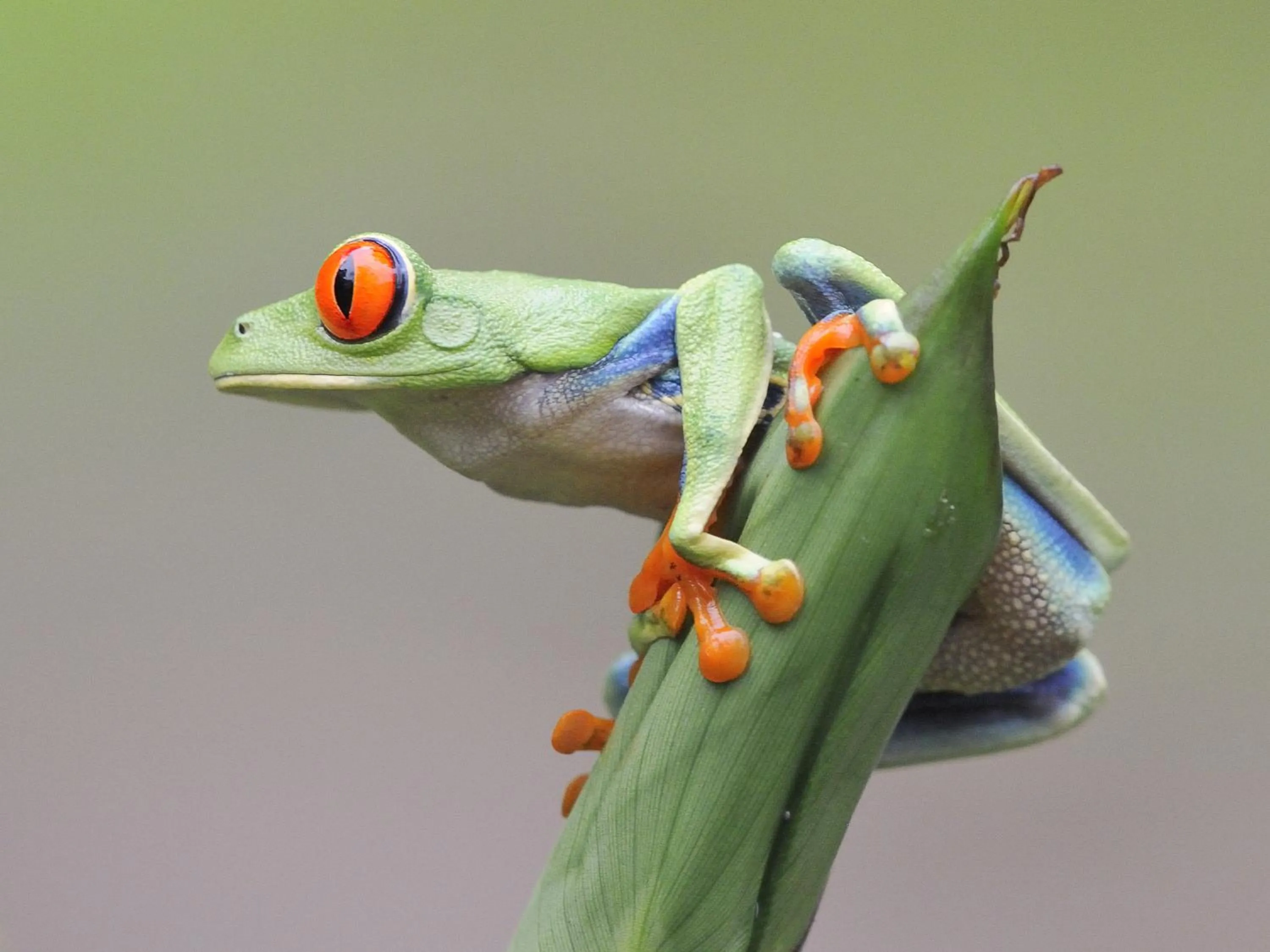 Animals in Tiki Villas Rainforest Lodge - Adults Only