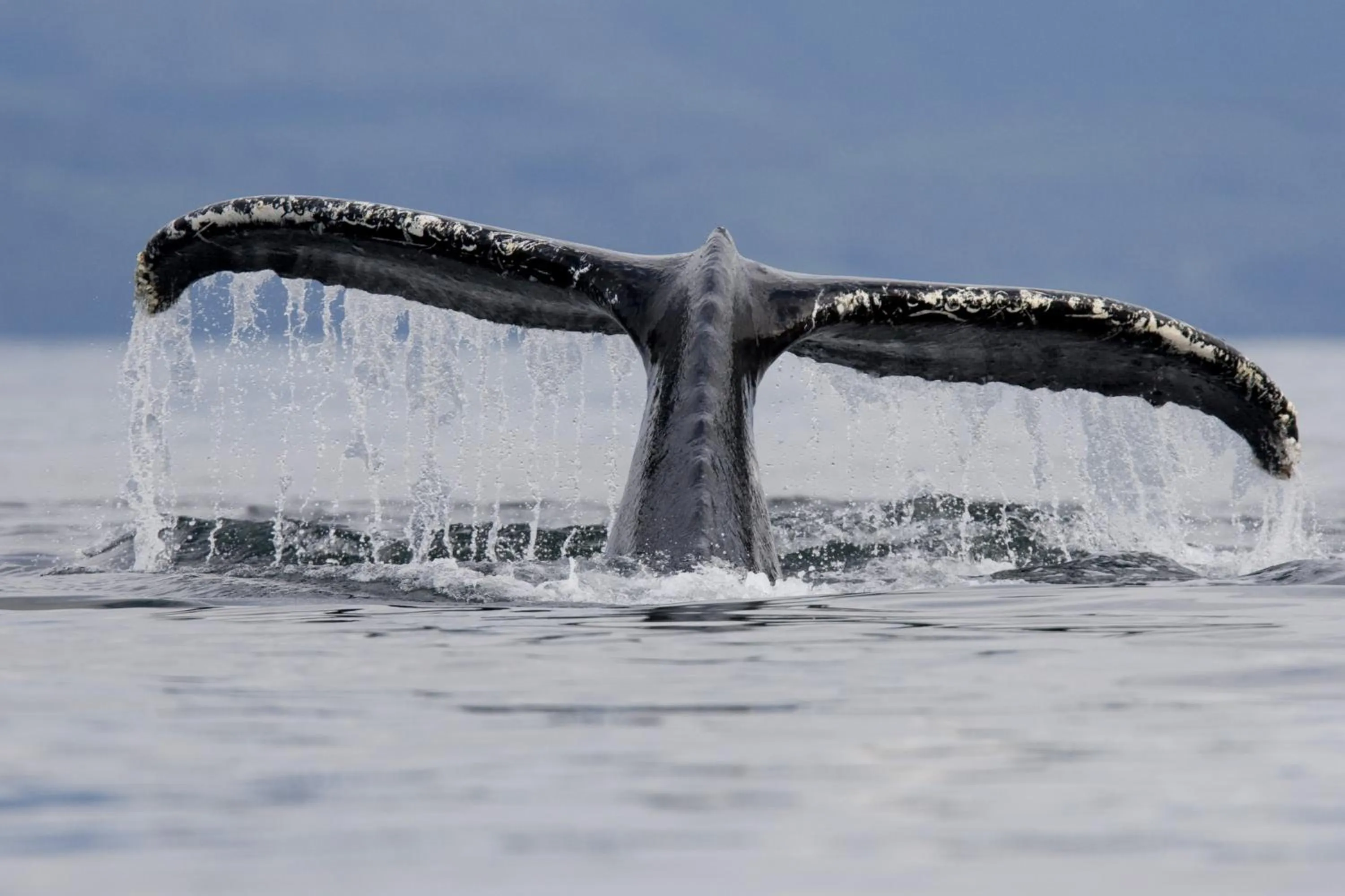 Animals in Tiki Villas Rainforest Lodge - Adults Only
