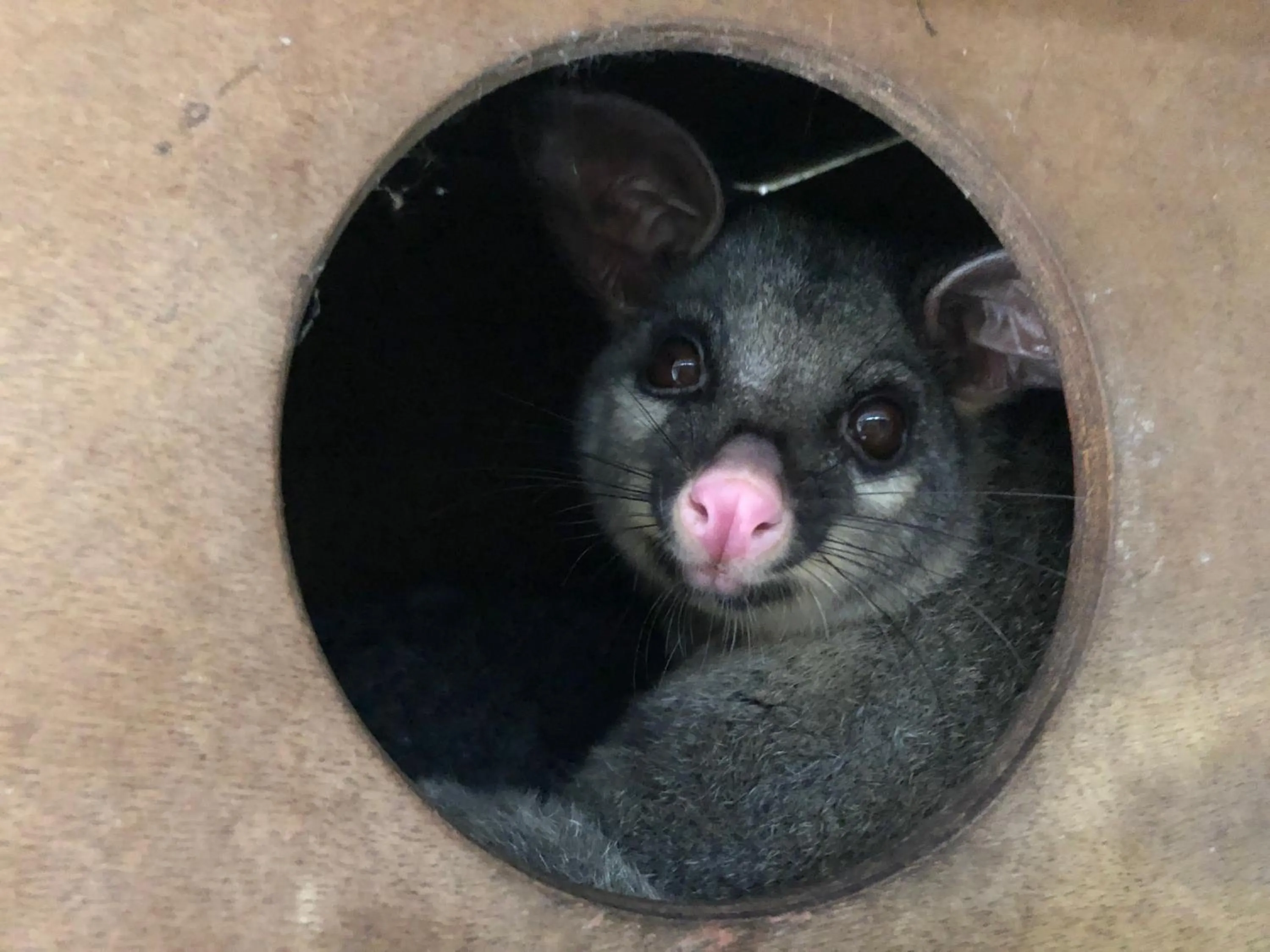 Animals in Wanderers Retreat