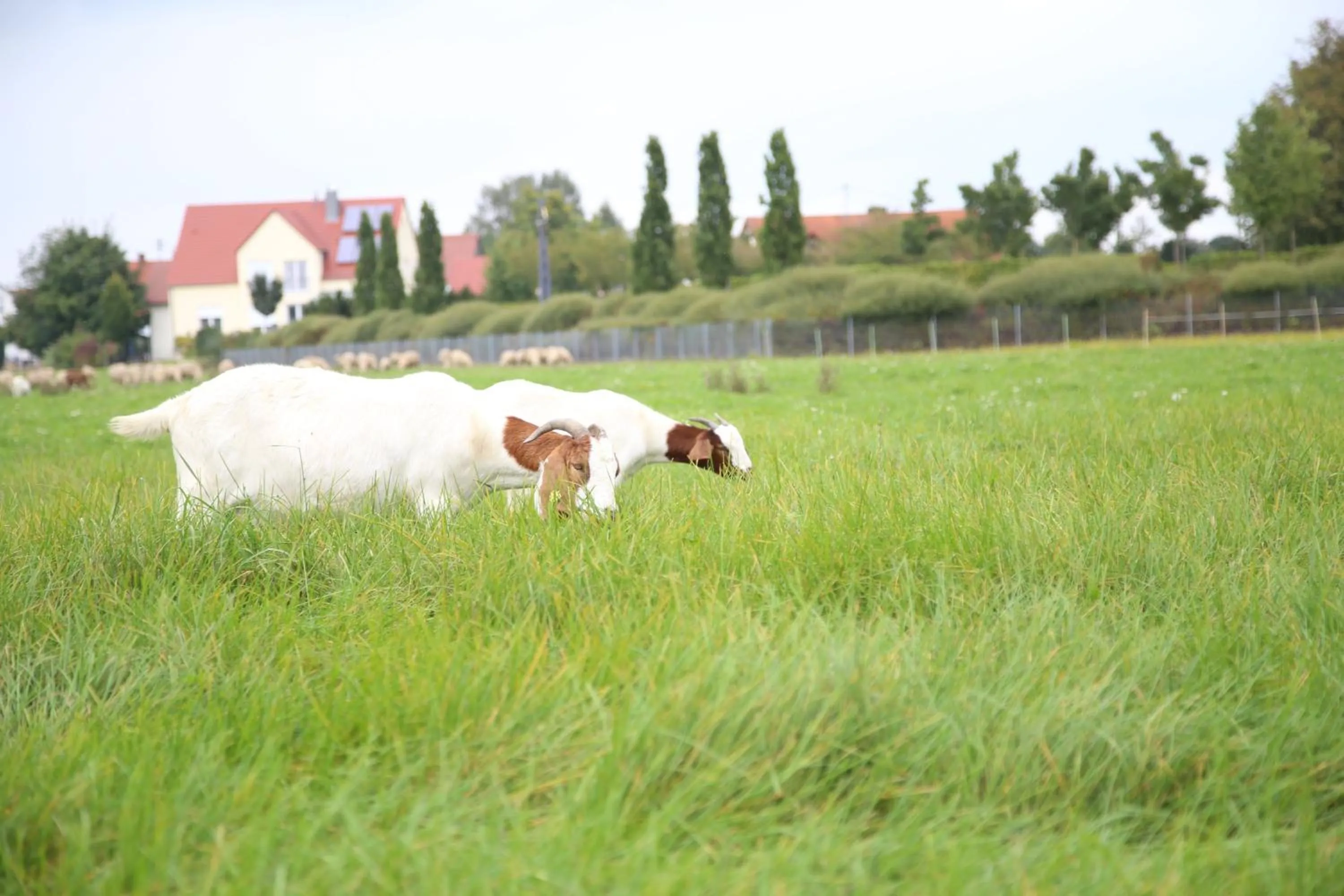Animals in Das Quartier