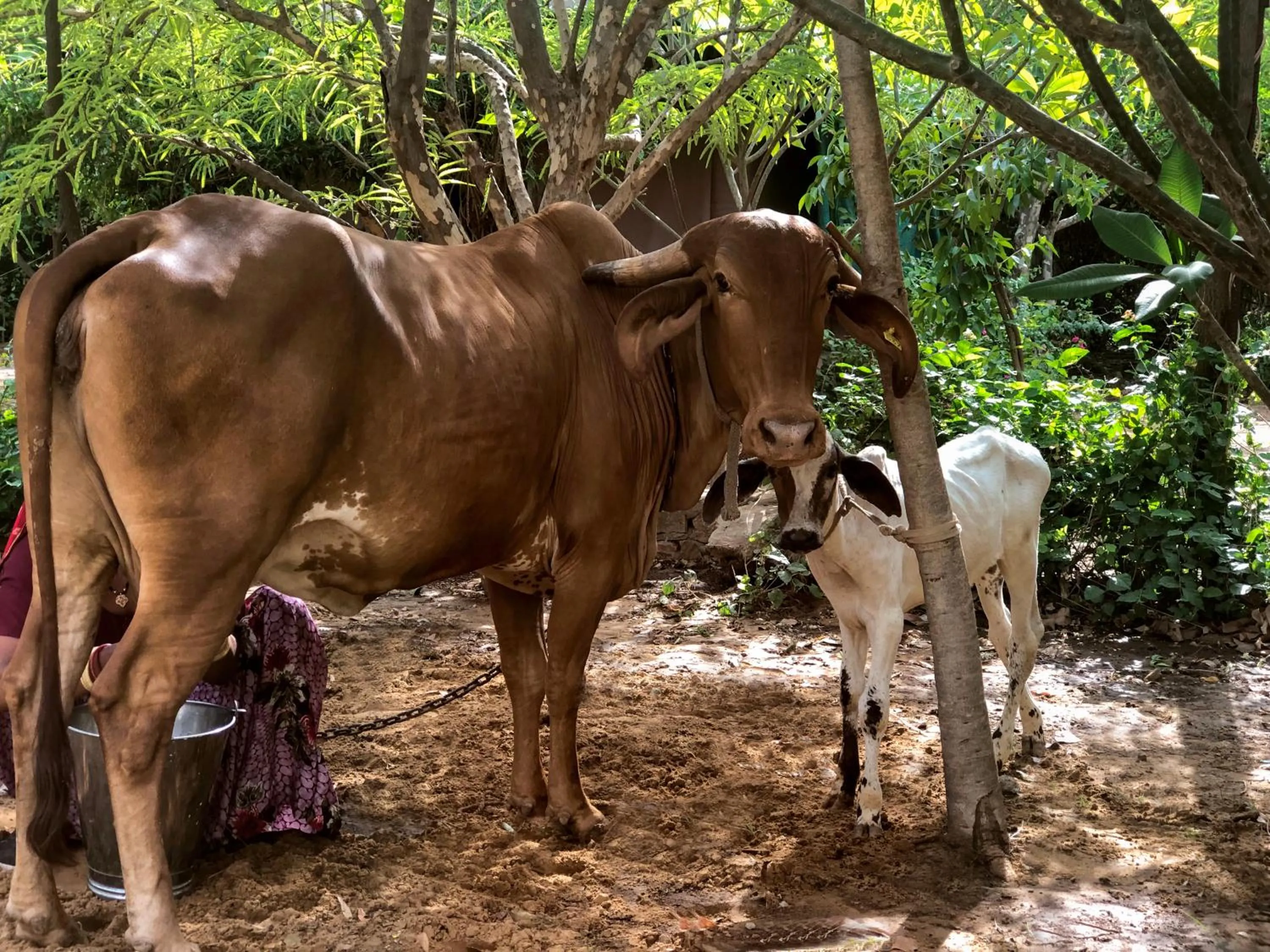 Animals in PushkarOrganic - Lux farm resort with pool