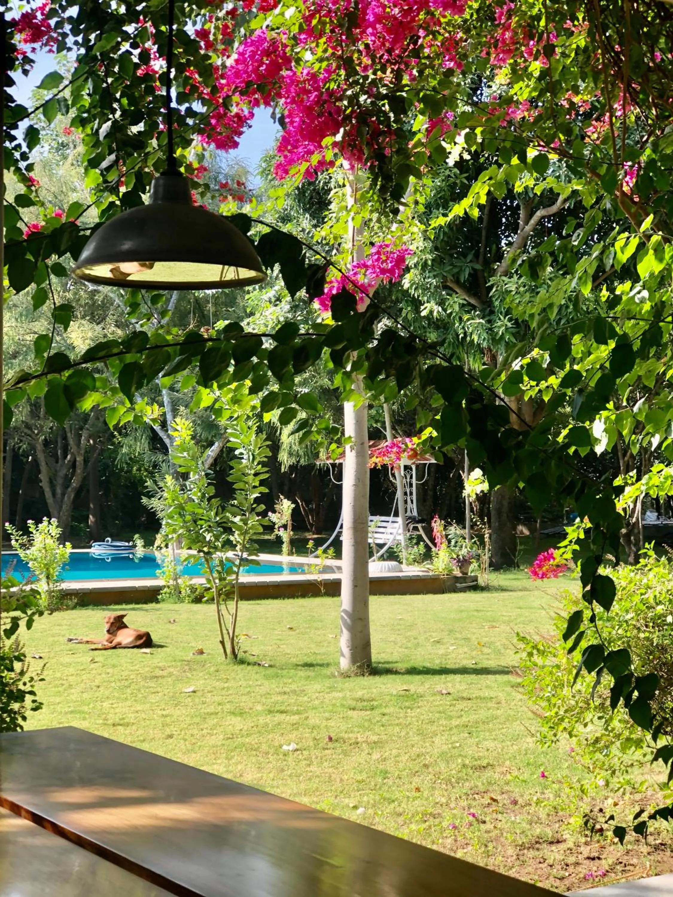 Garden in PushkarOrganic - Lux farm resort with pool