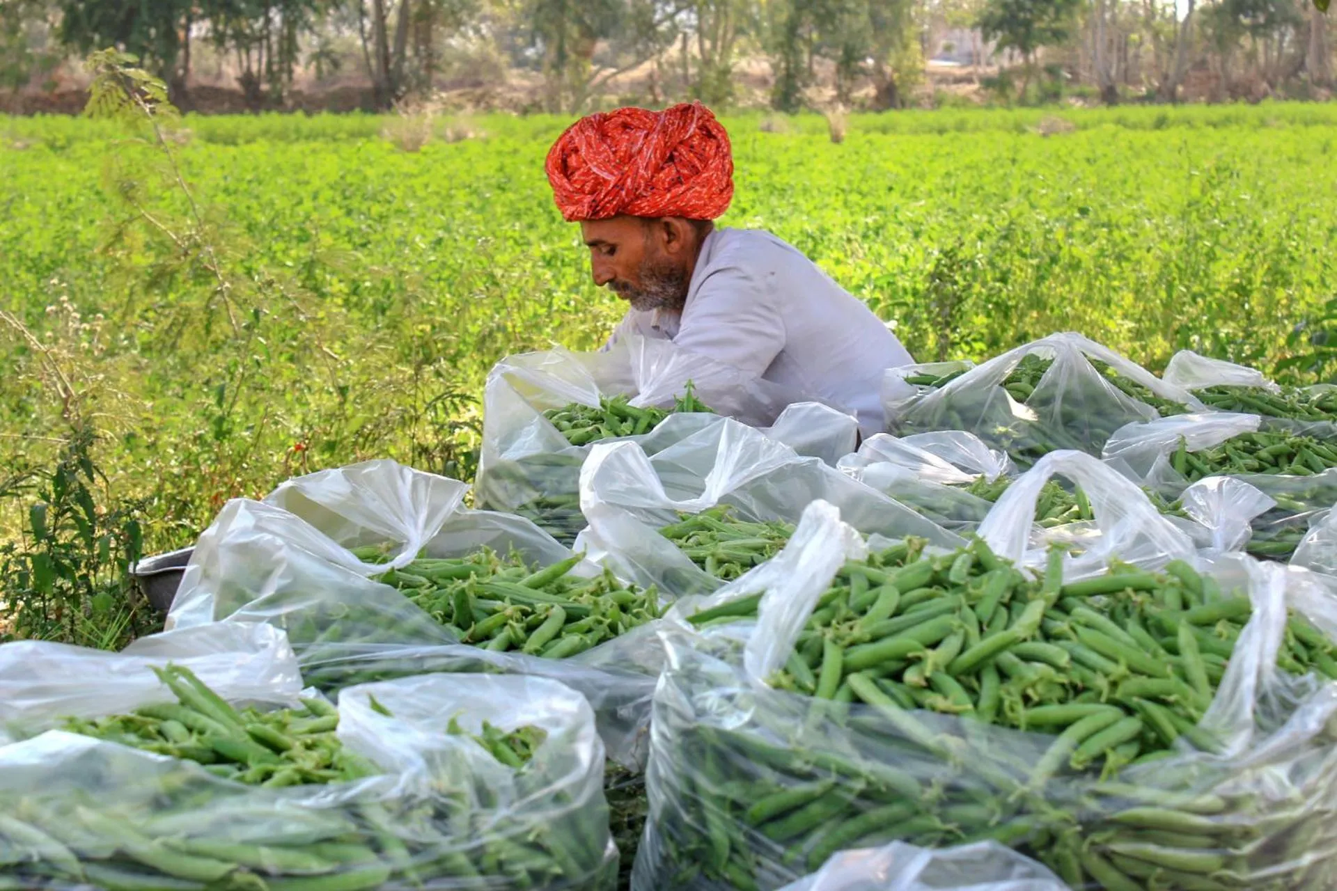 Staff in PushkarOrganic - Lux farm resort with pool