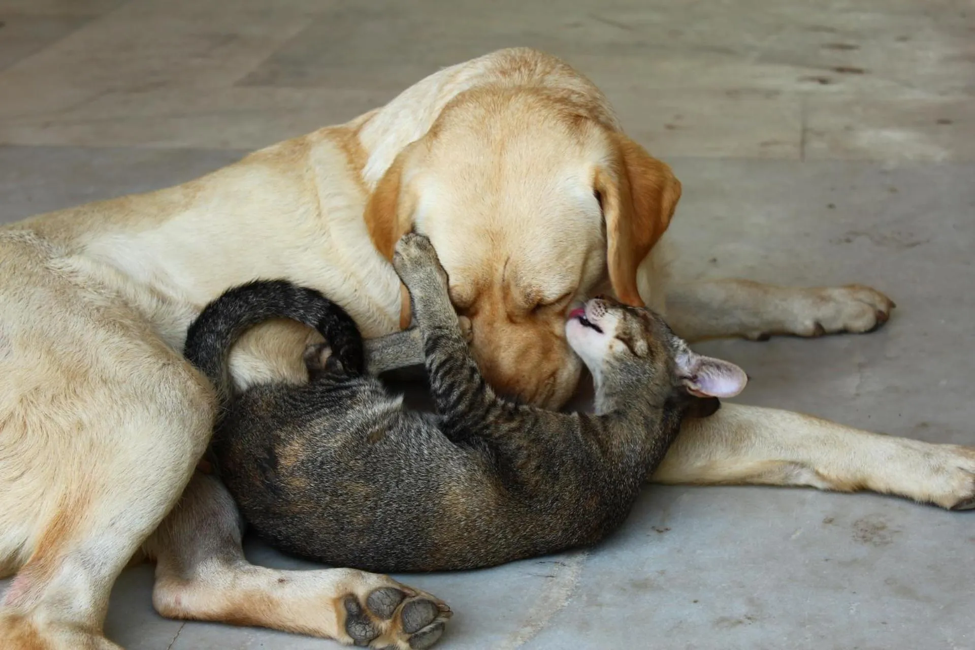 Pets in PushkarOrganic - Lux farm resort with pool