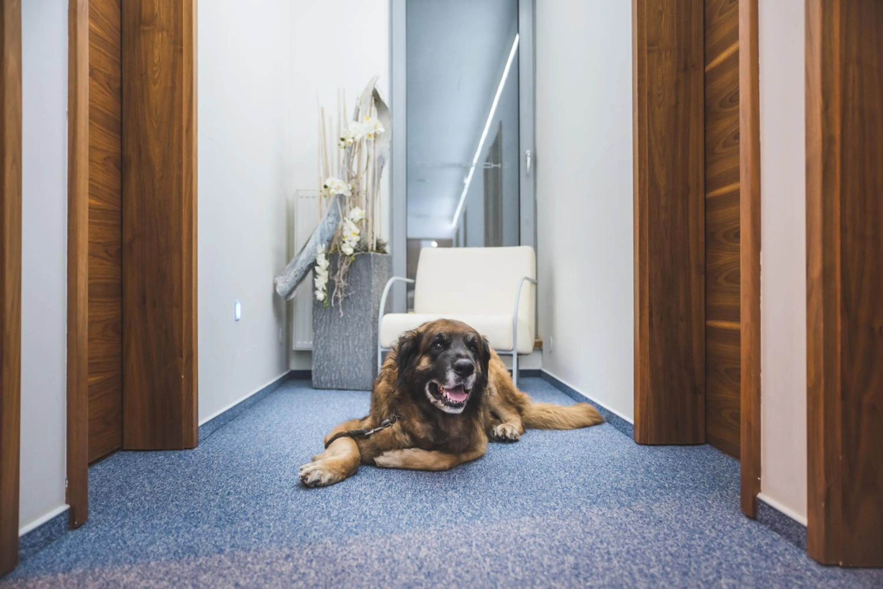 Pets in Restaurant & Design Hotel Noem Arch