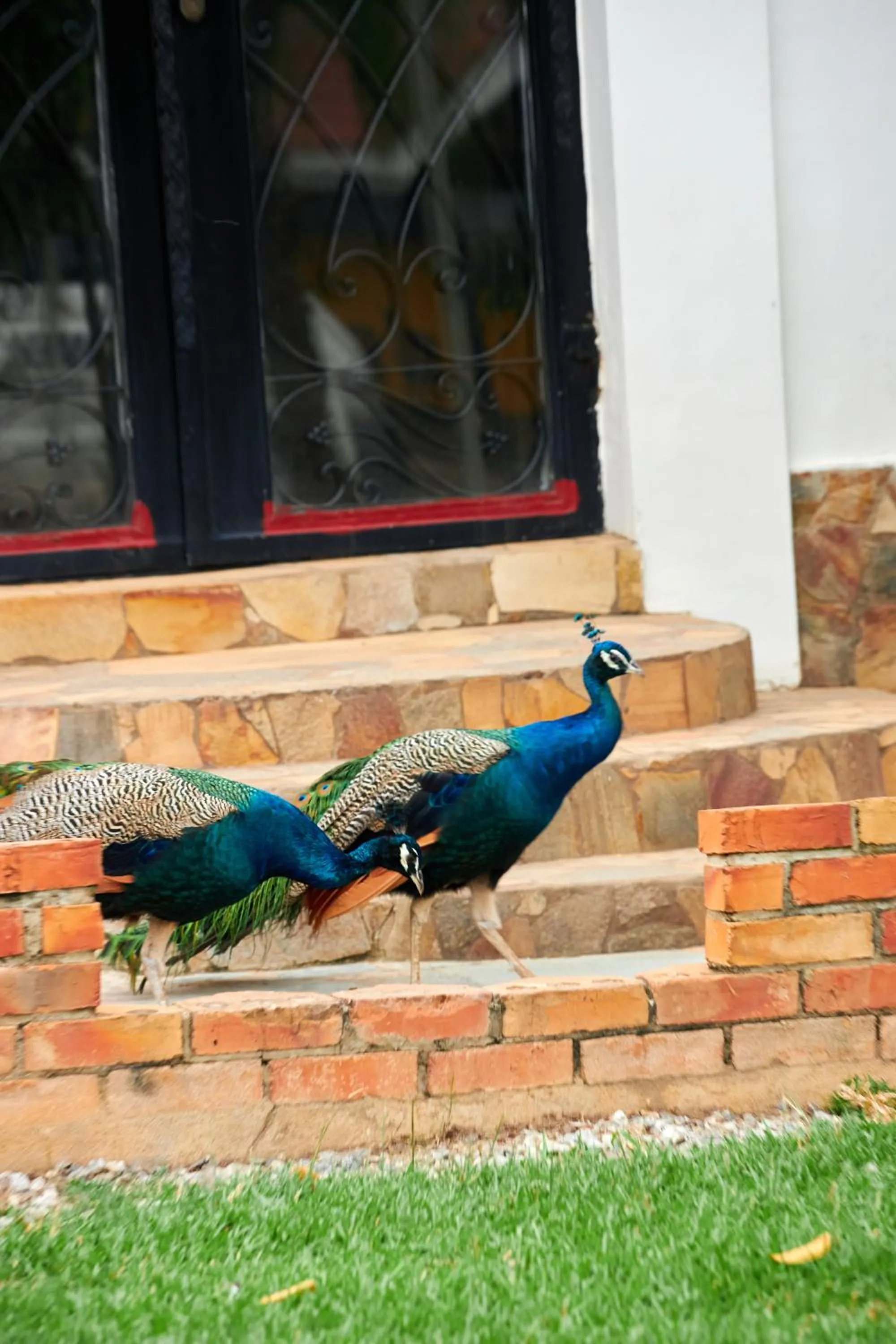 Animals in The Haven Boutique Hotel