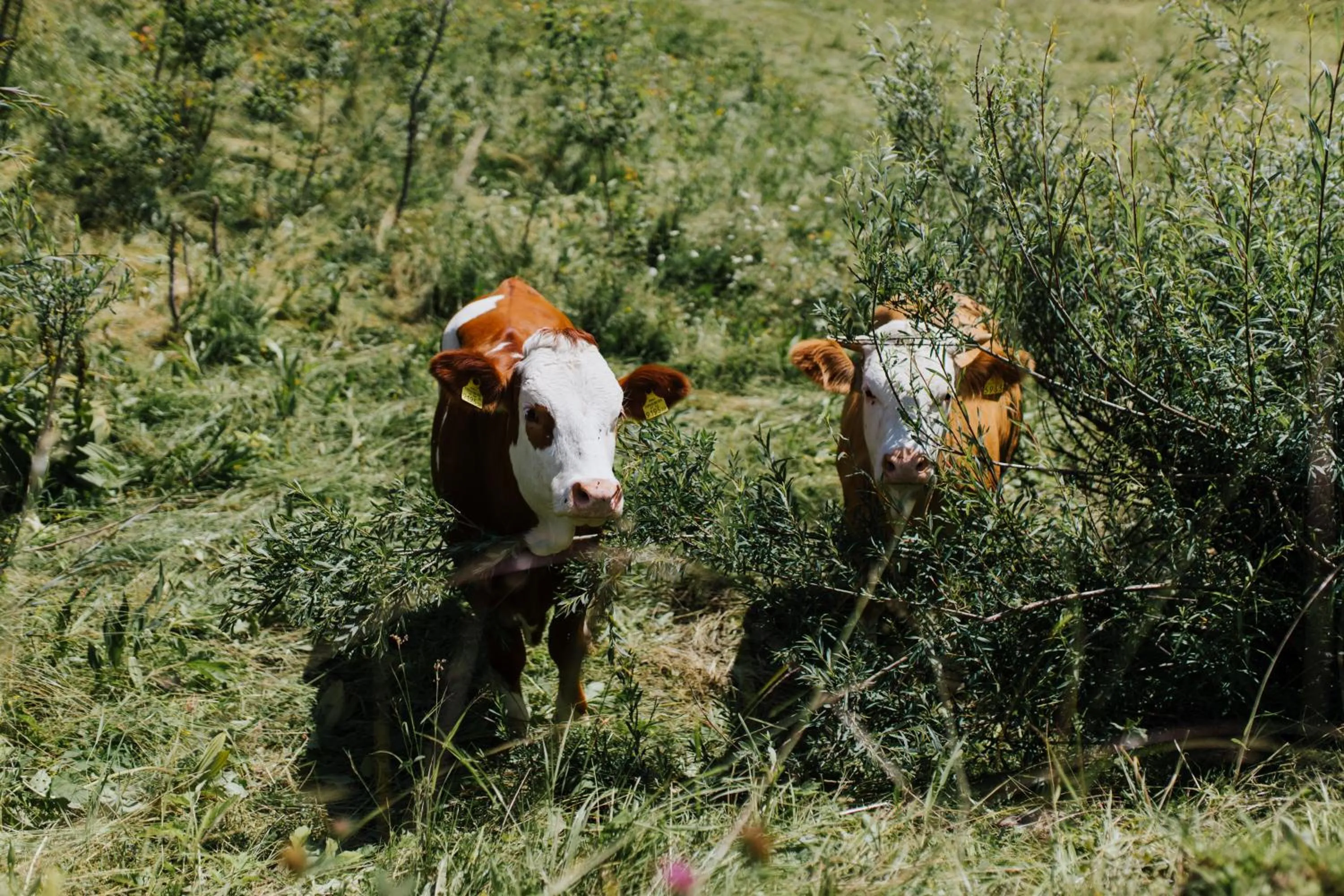 Other in Hotel Enzo Moro