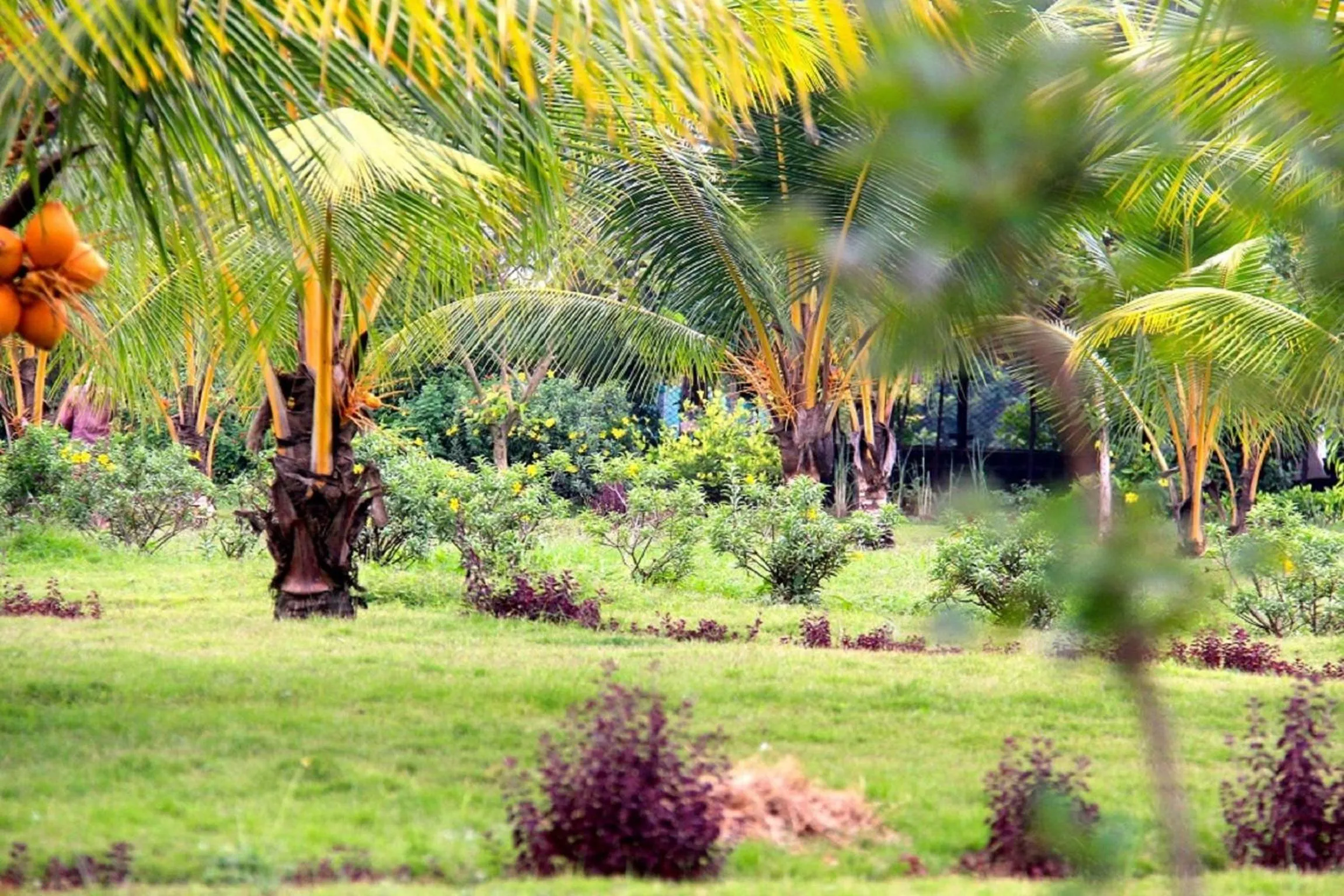 Garden in Grande Bay Resort and Spa Mamallapuram