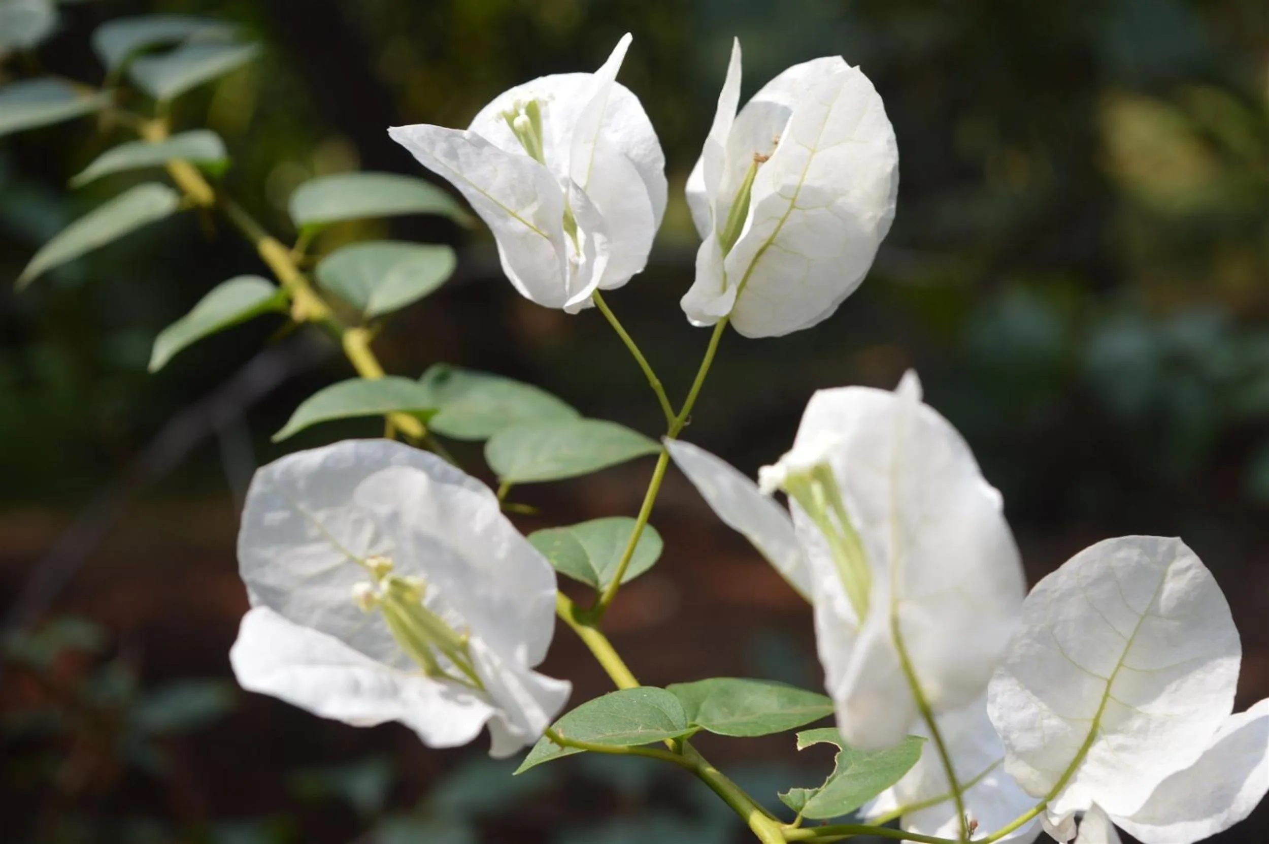 On site in Namaste Yoga Farm