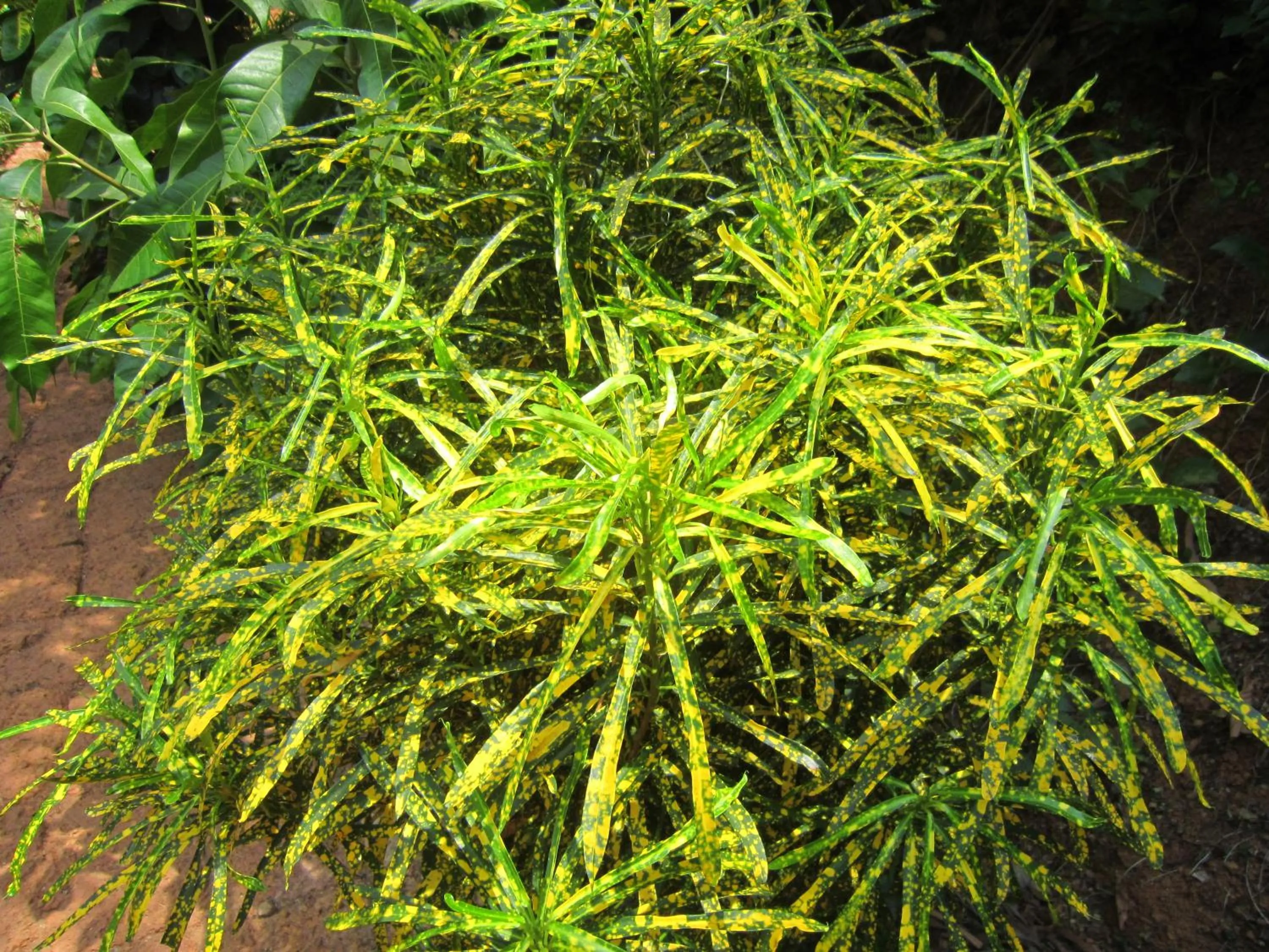 Garden in Namaste Yoga Farm